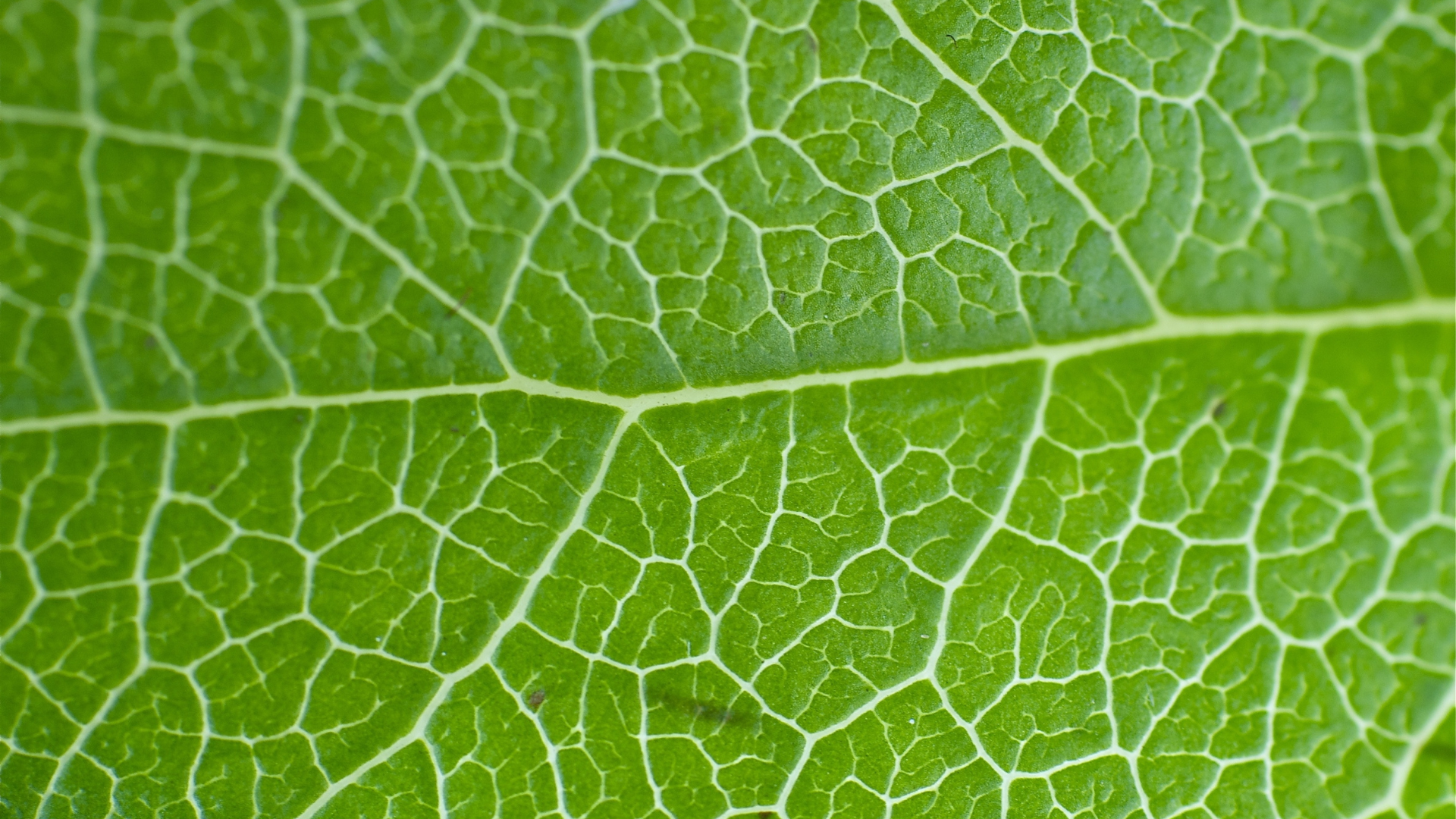 BioSparkAG™ Foliar Application