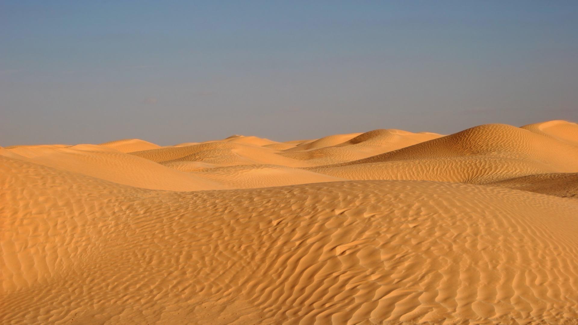 Expansive desert with golden sand dunes under a clear blue sky.