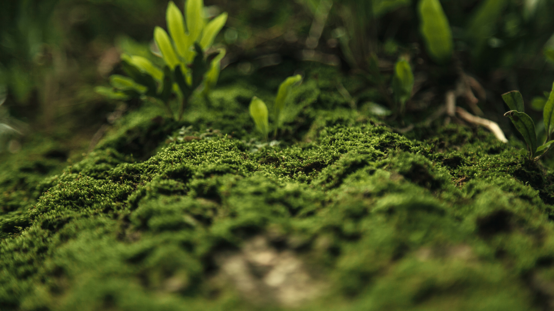 Close-up of green moss and small plants growing on the forest floor.