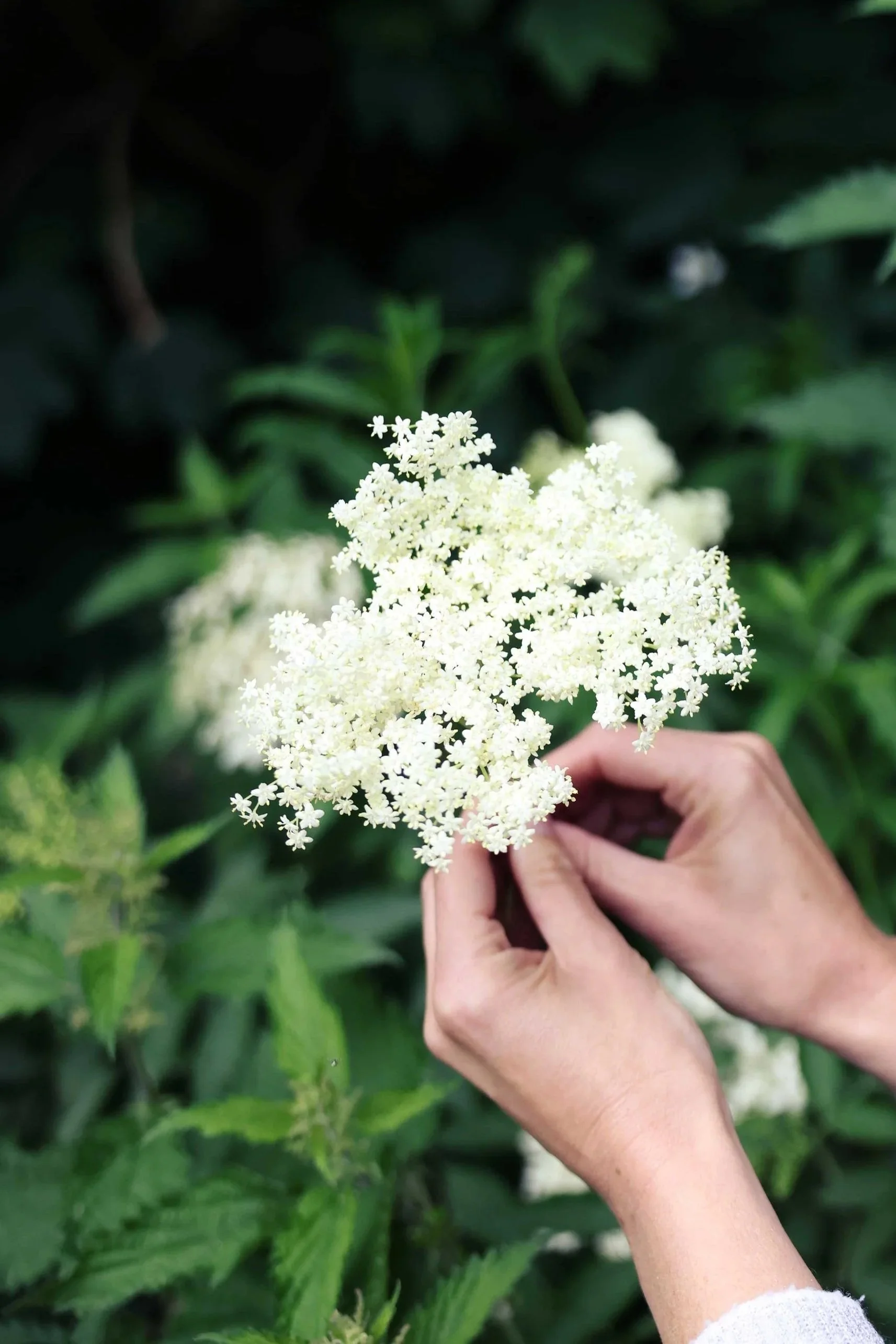 Elder