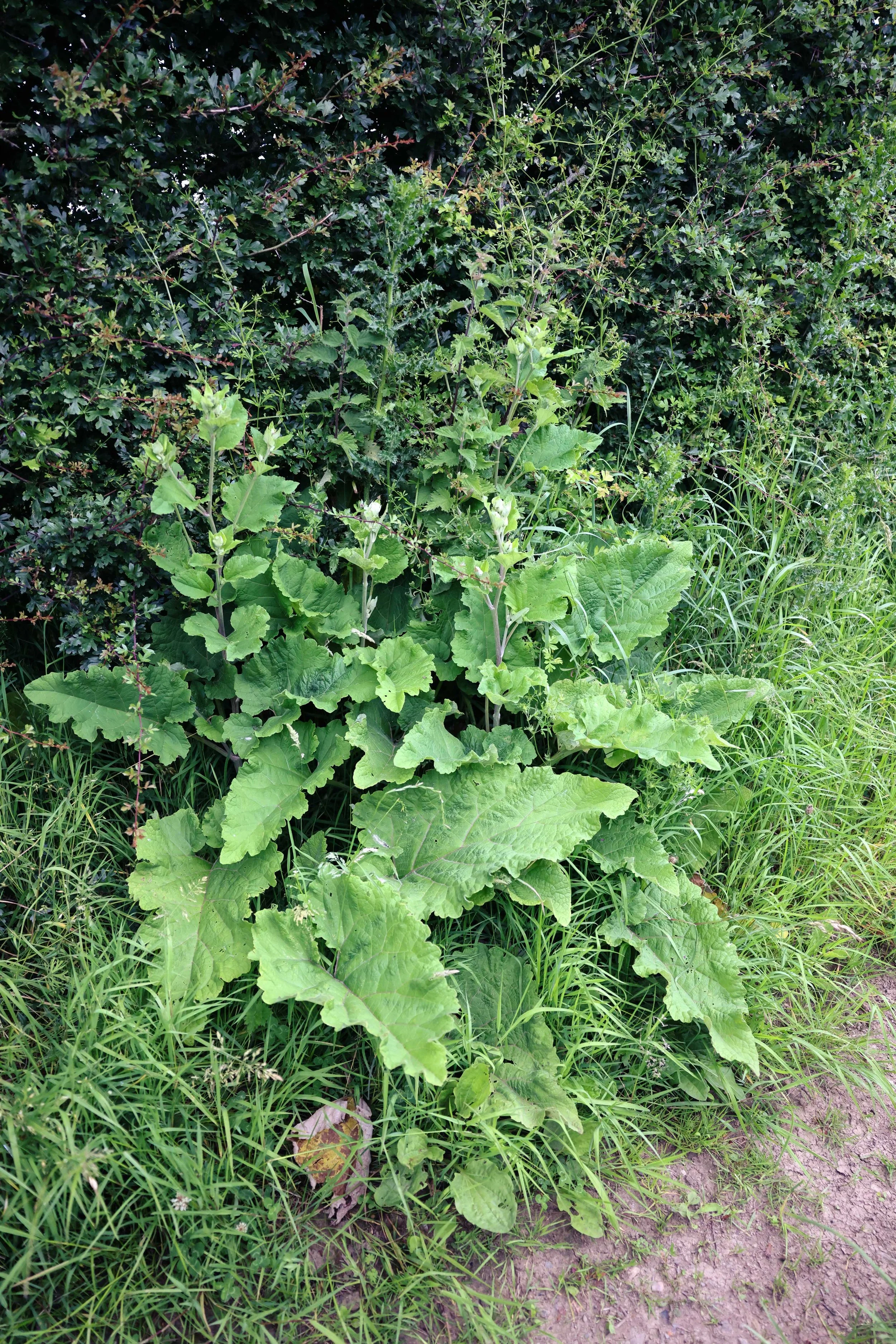 Burdock