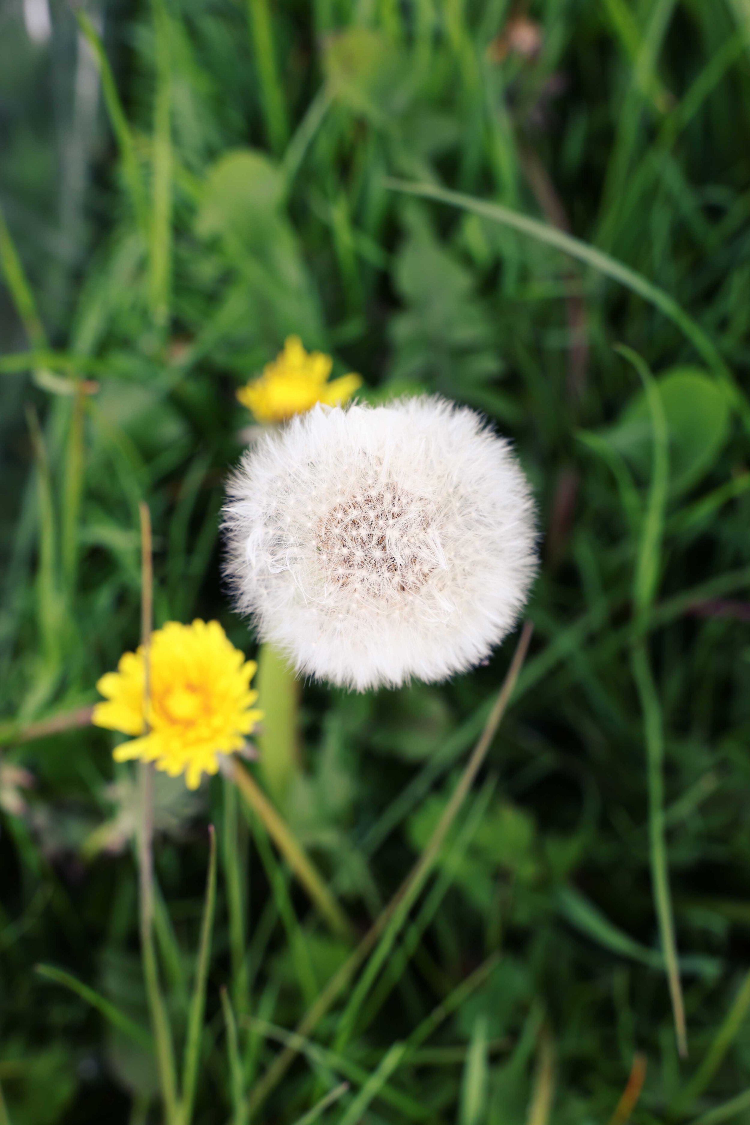 Dandelion