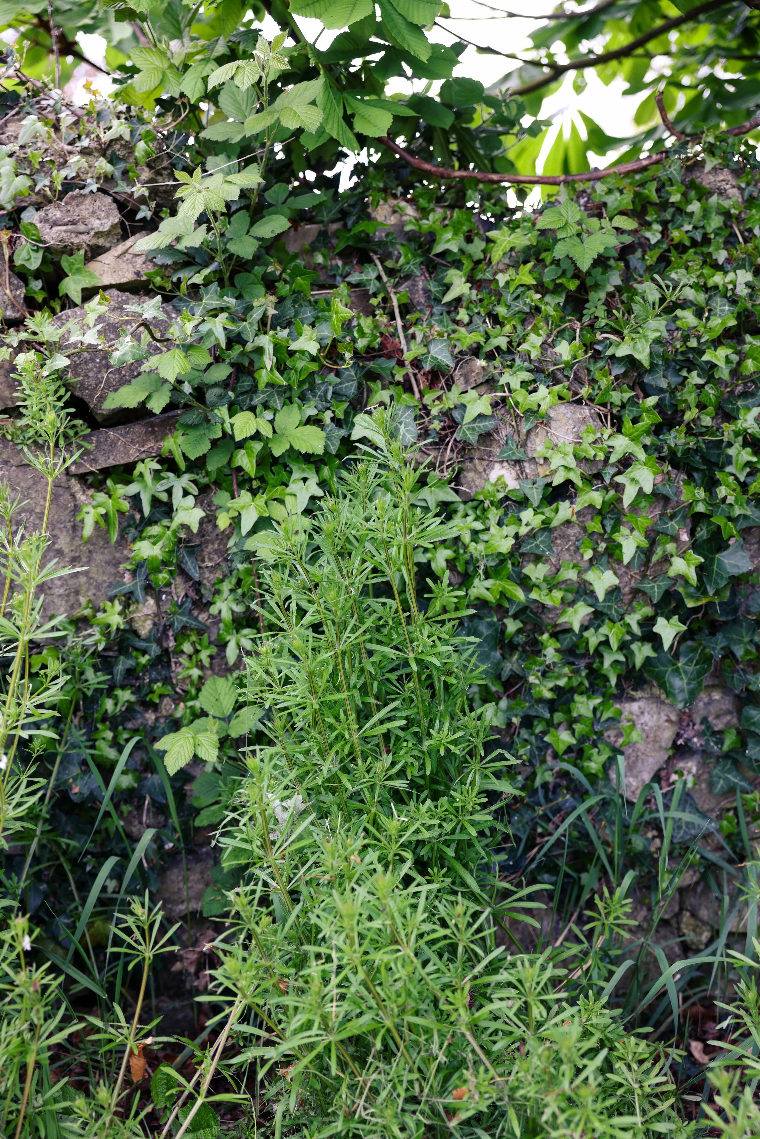 Cleavers