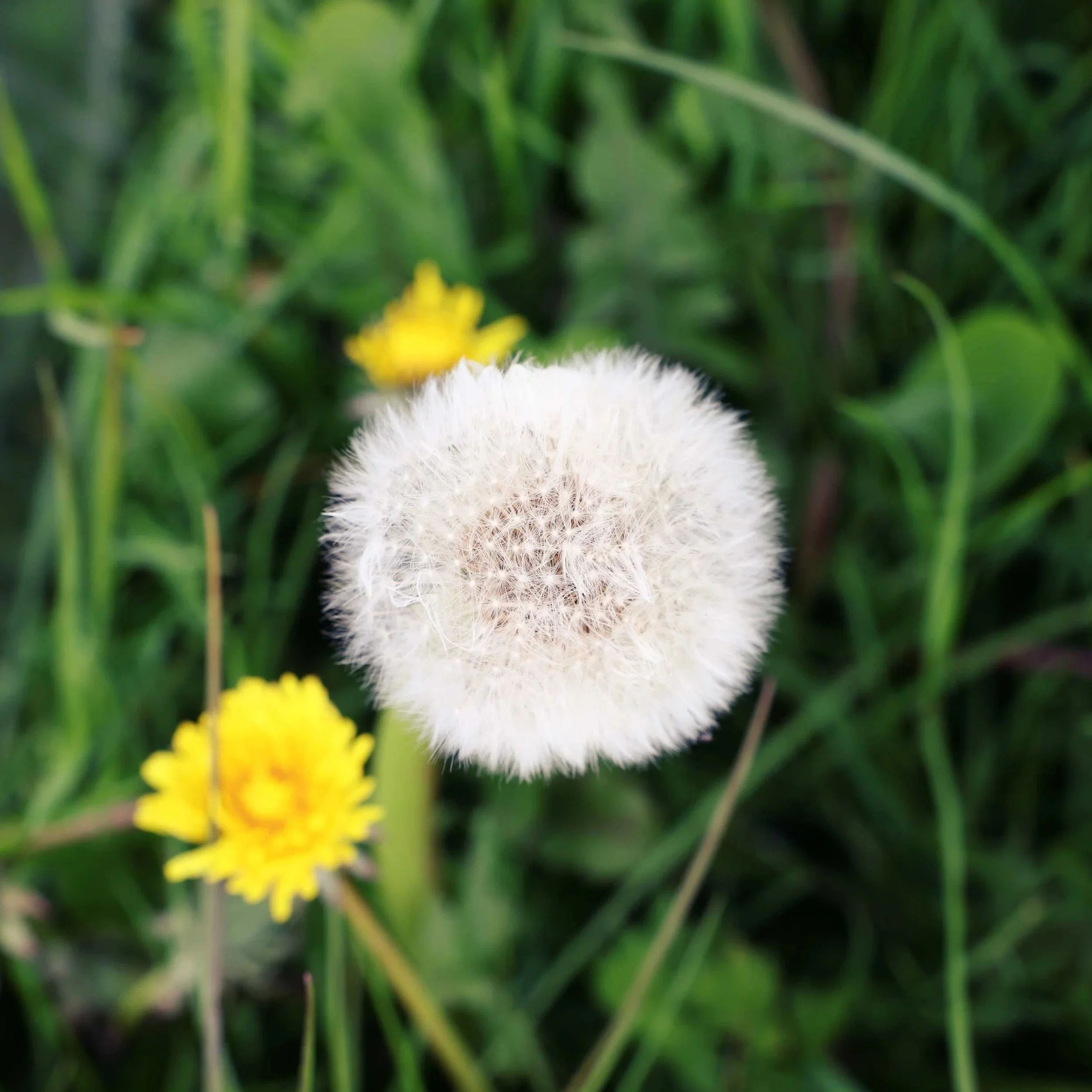 DANDELIONWEB01.jpg