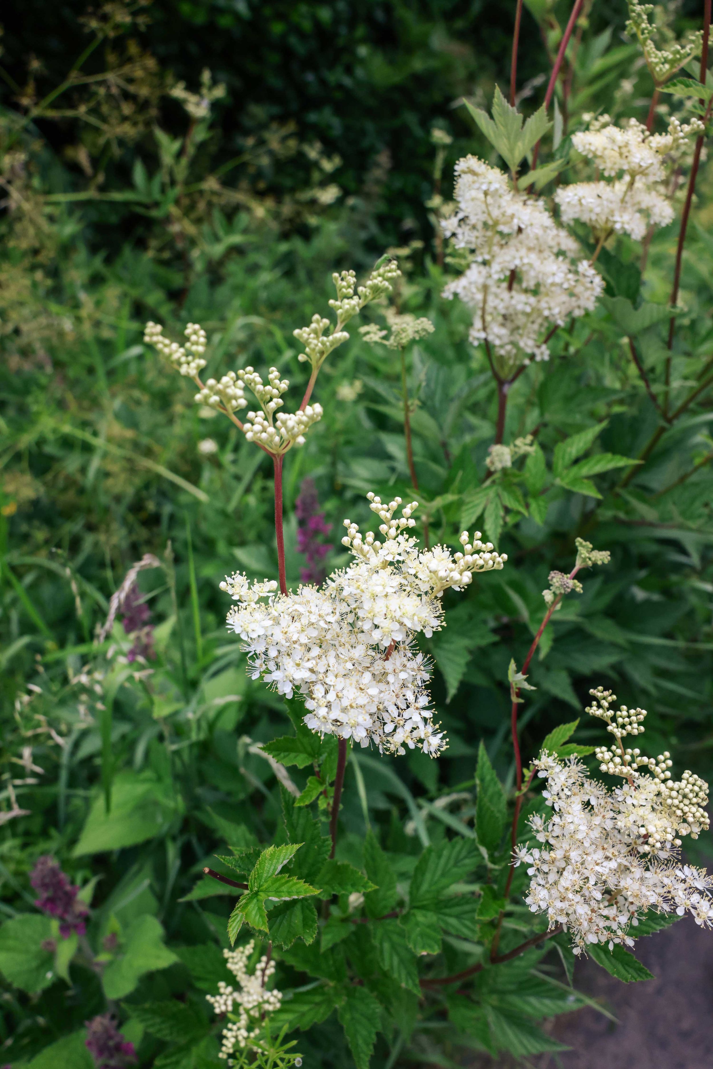 Meadowsweet