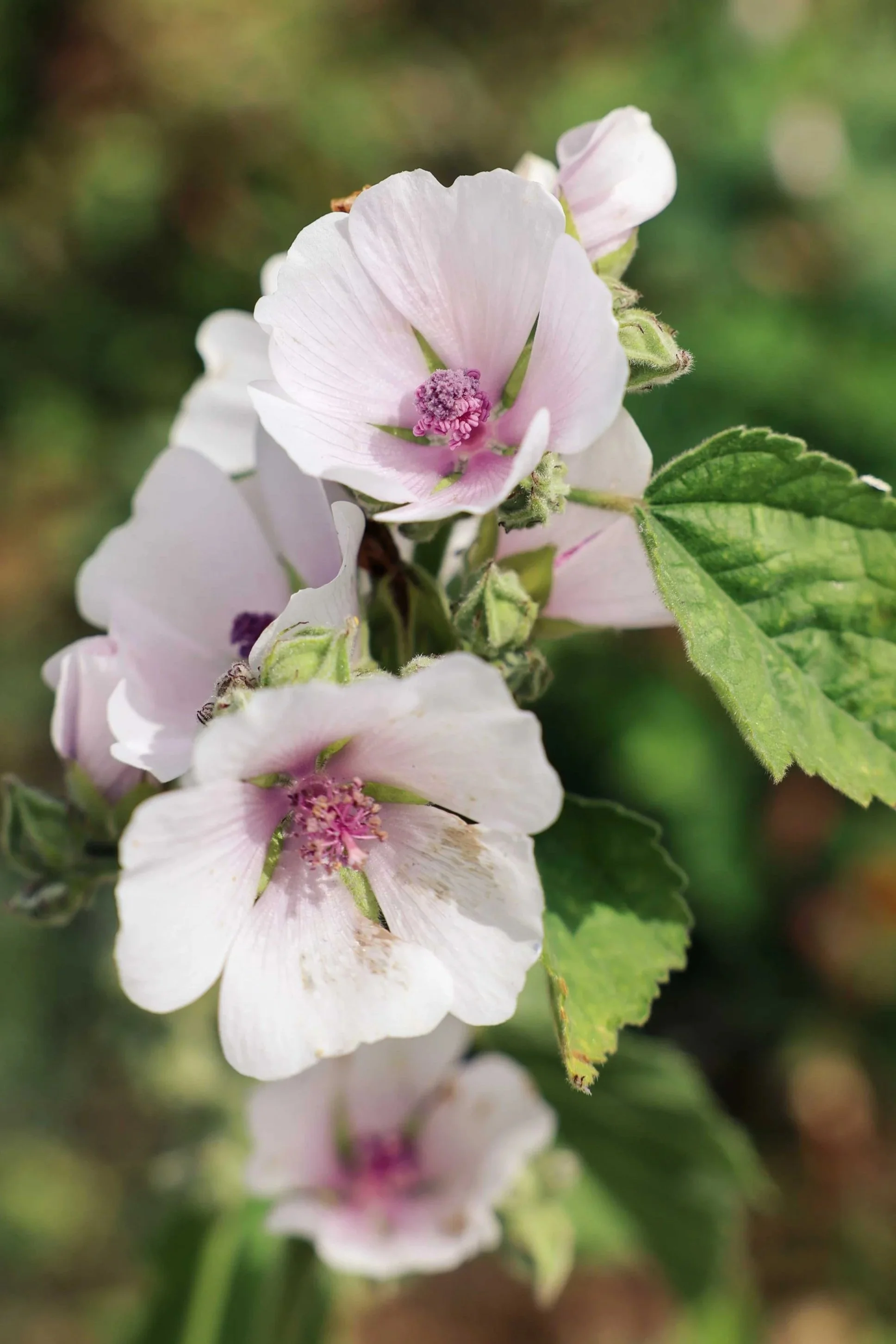 Marsh Mallow