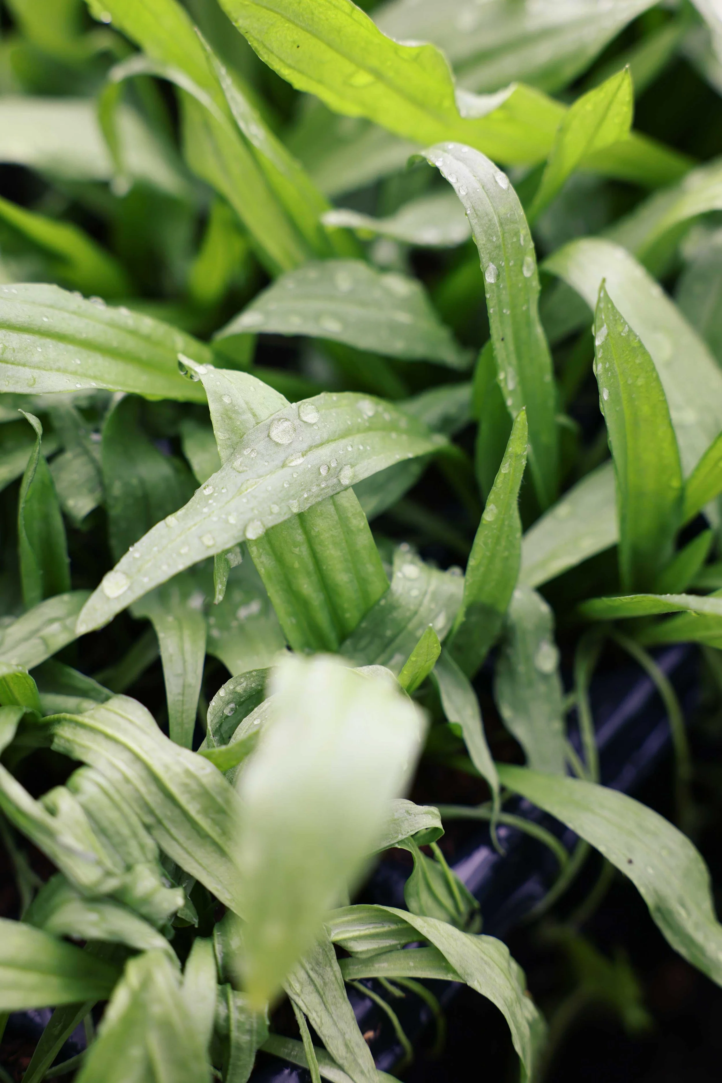 Plantain