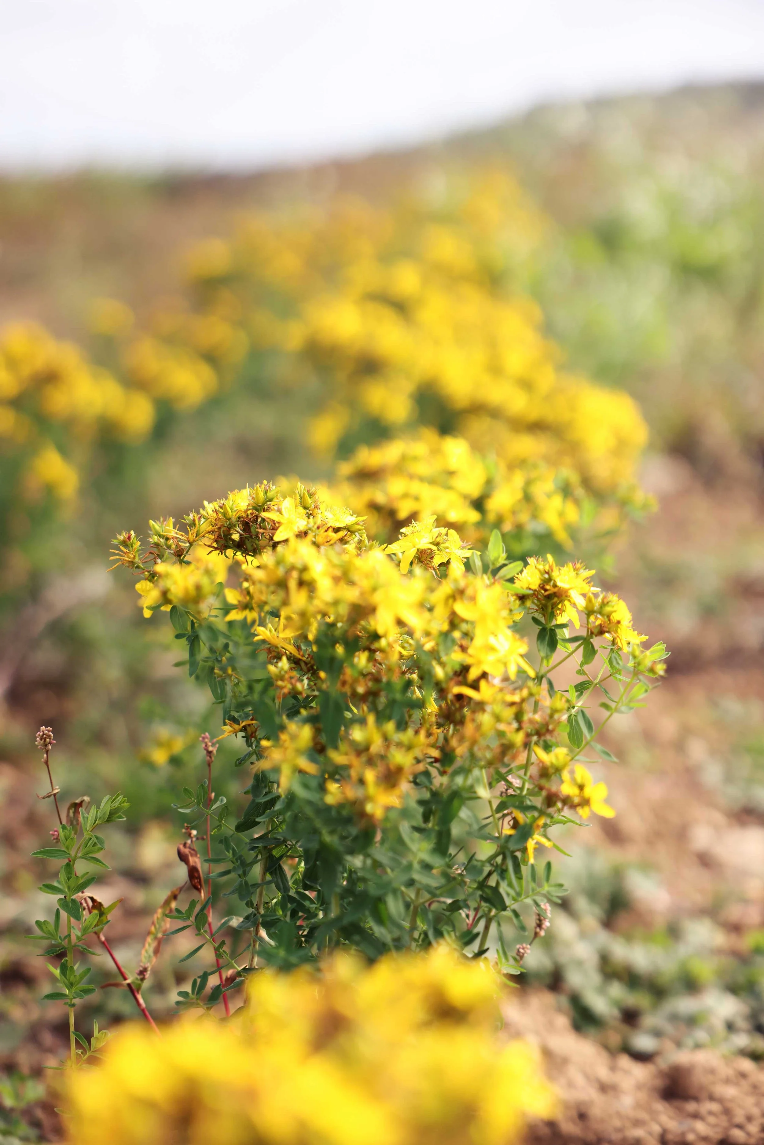 St John's Wort