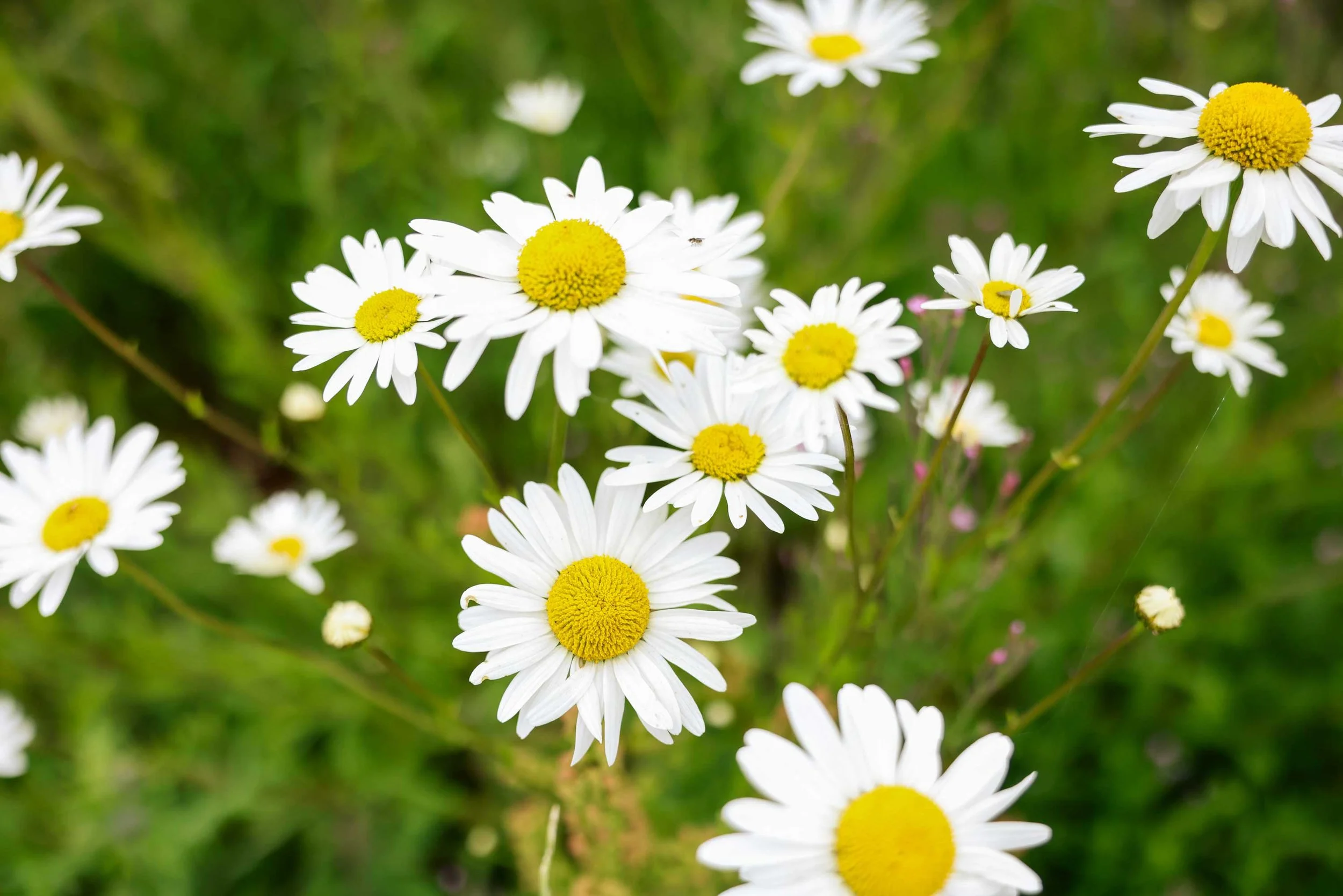 Chamomile