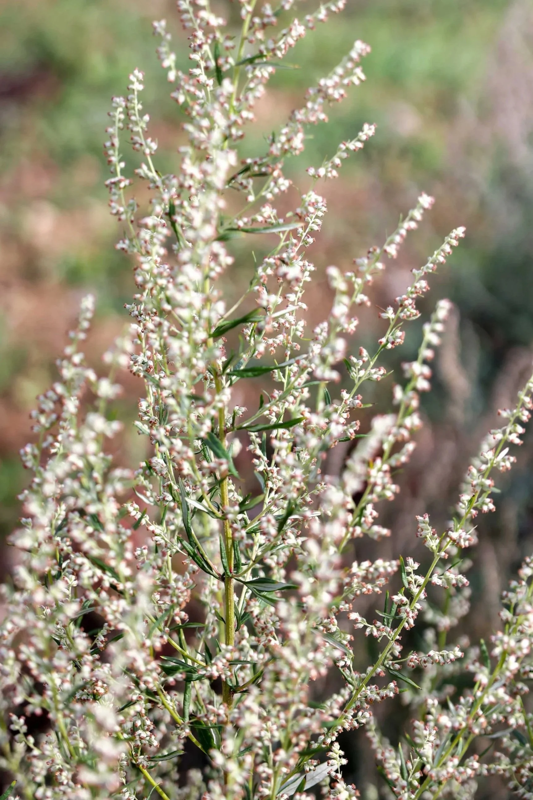 Mugwort