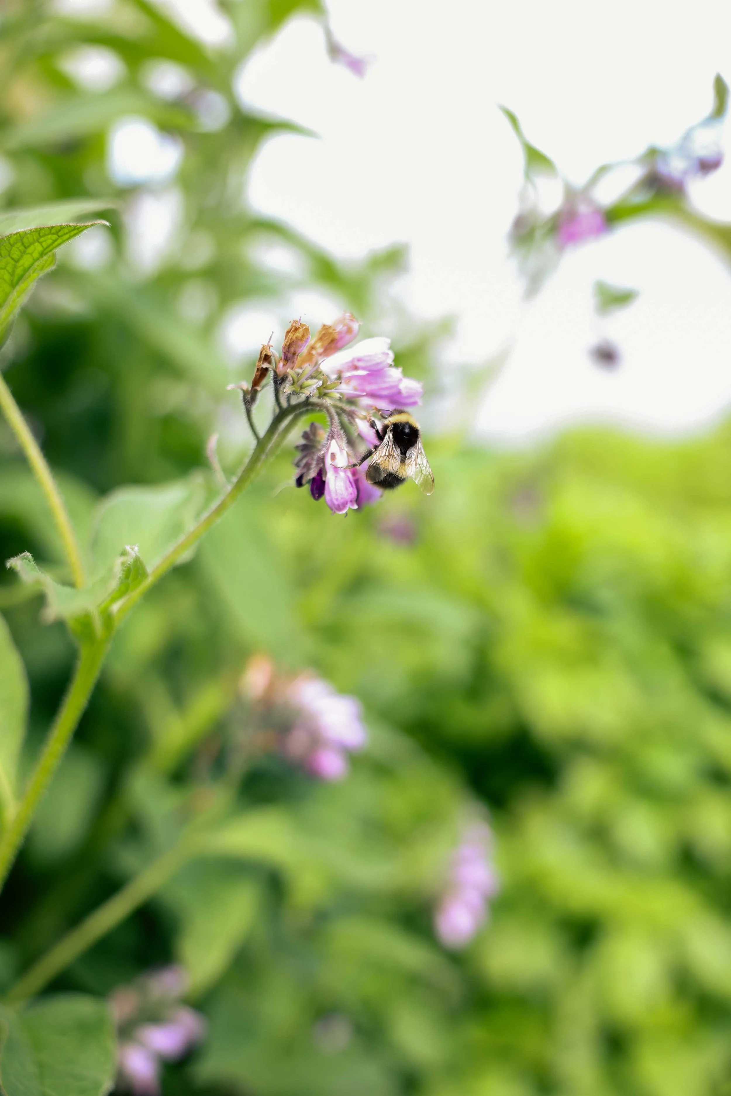 Comfrey