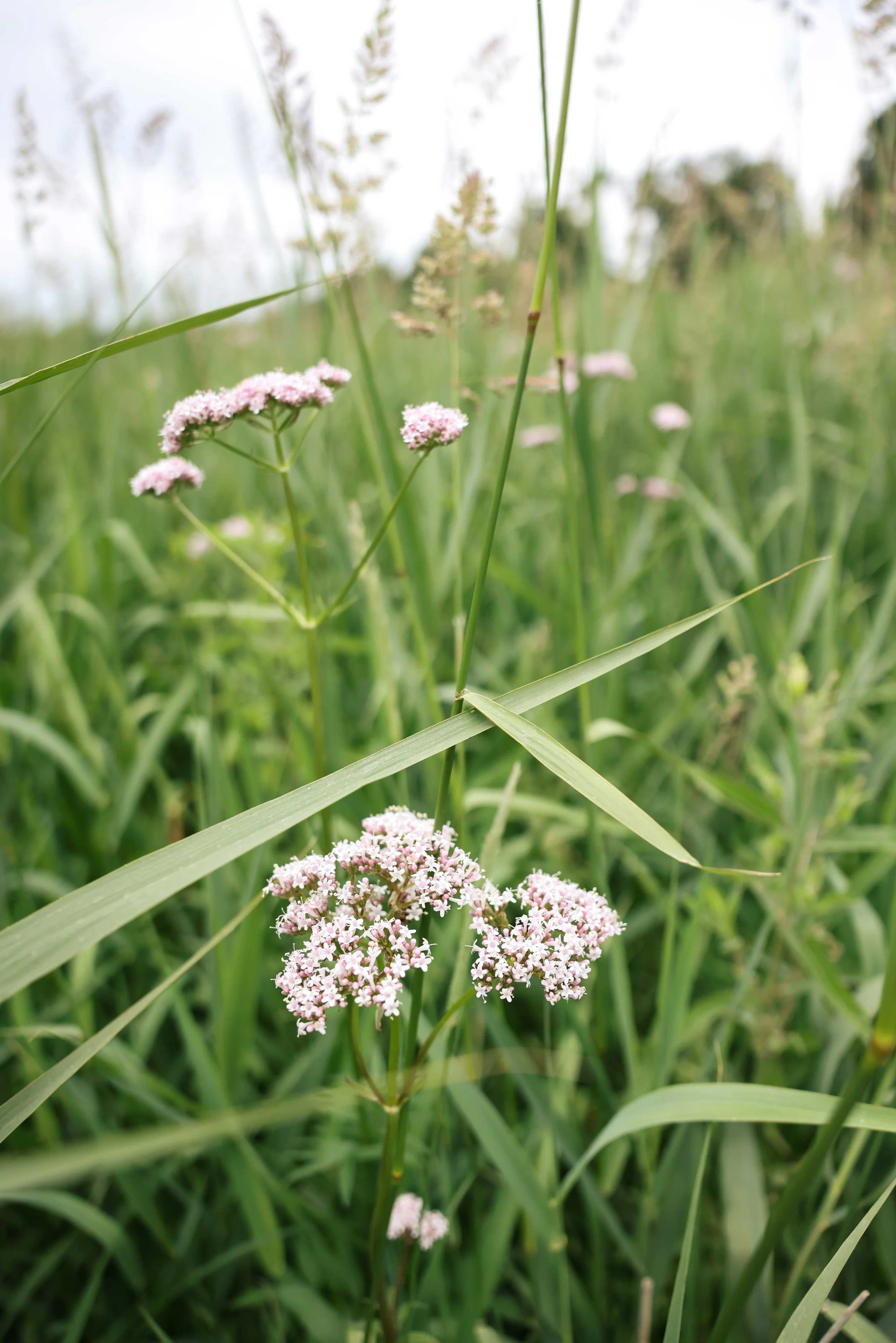 Valerian