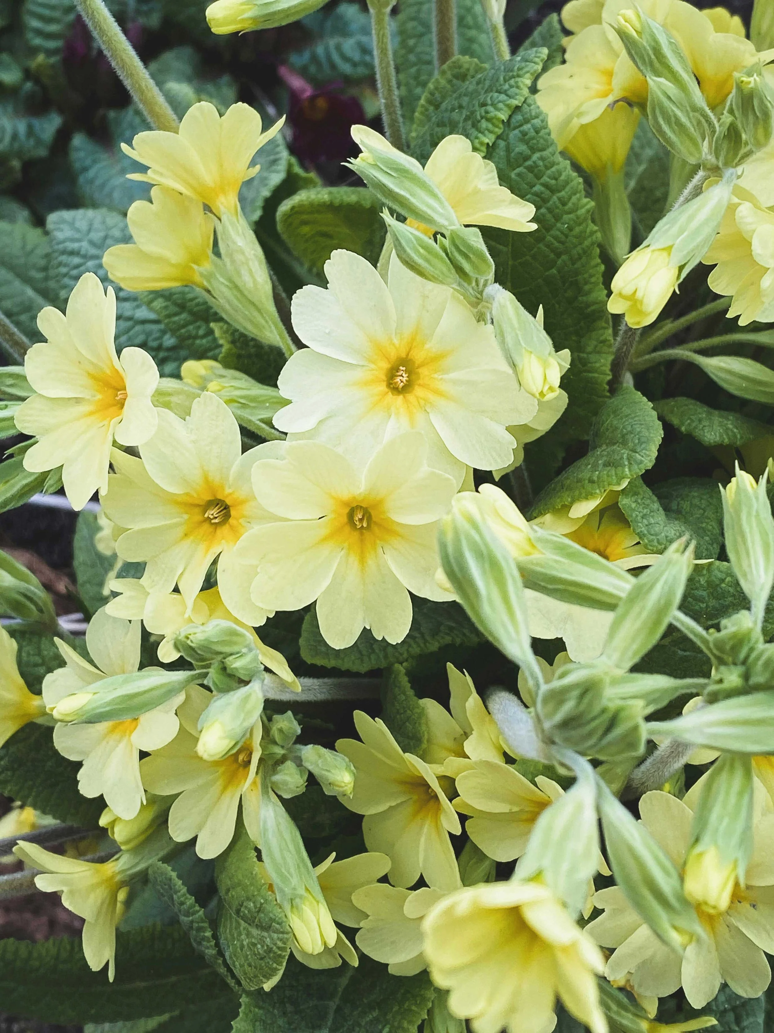 Primrose