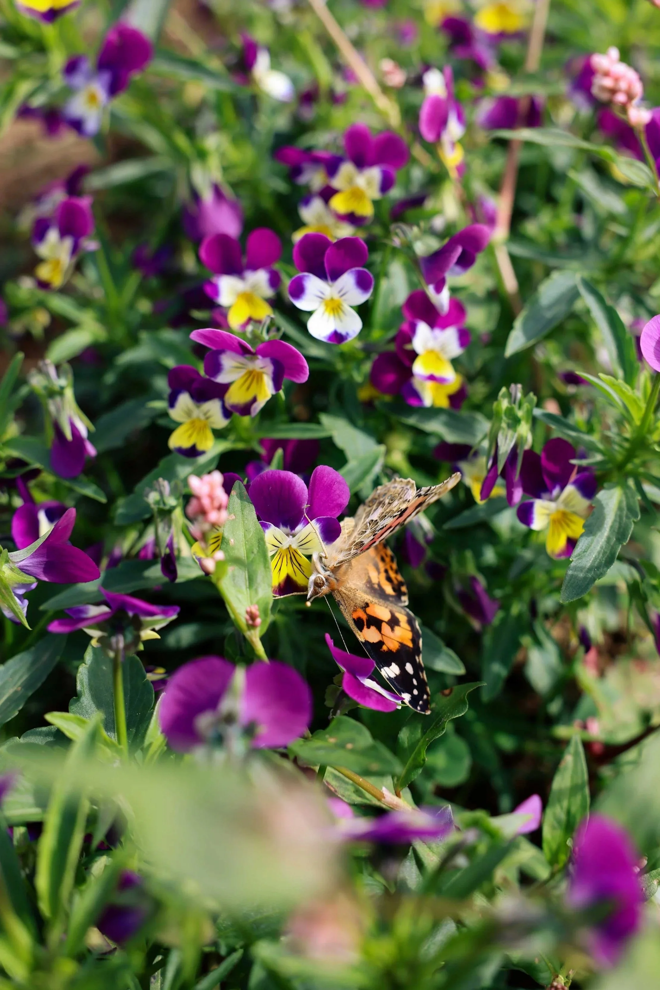Wild Pansy