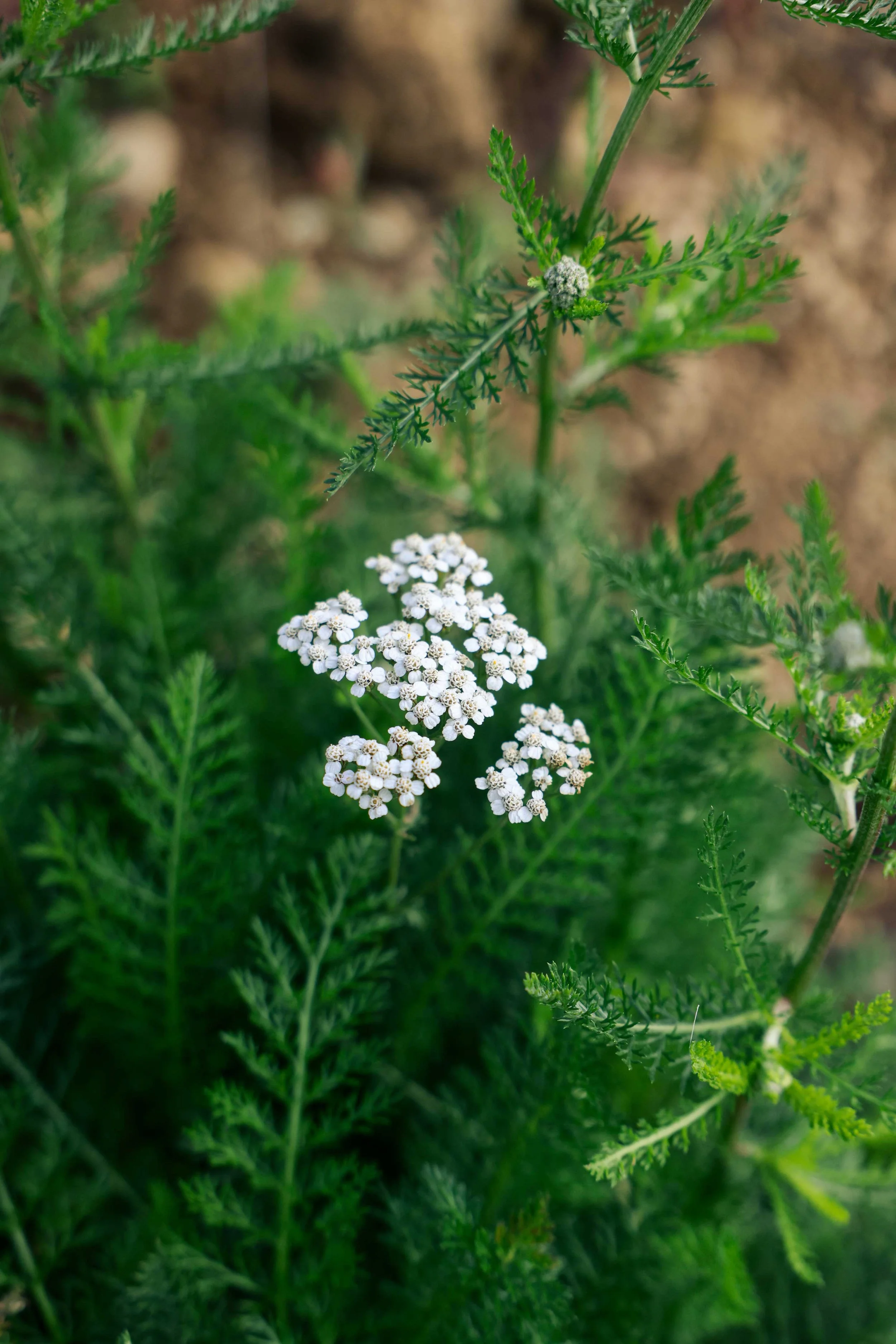 Yarrow
