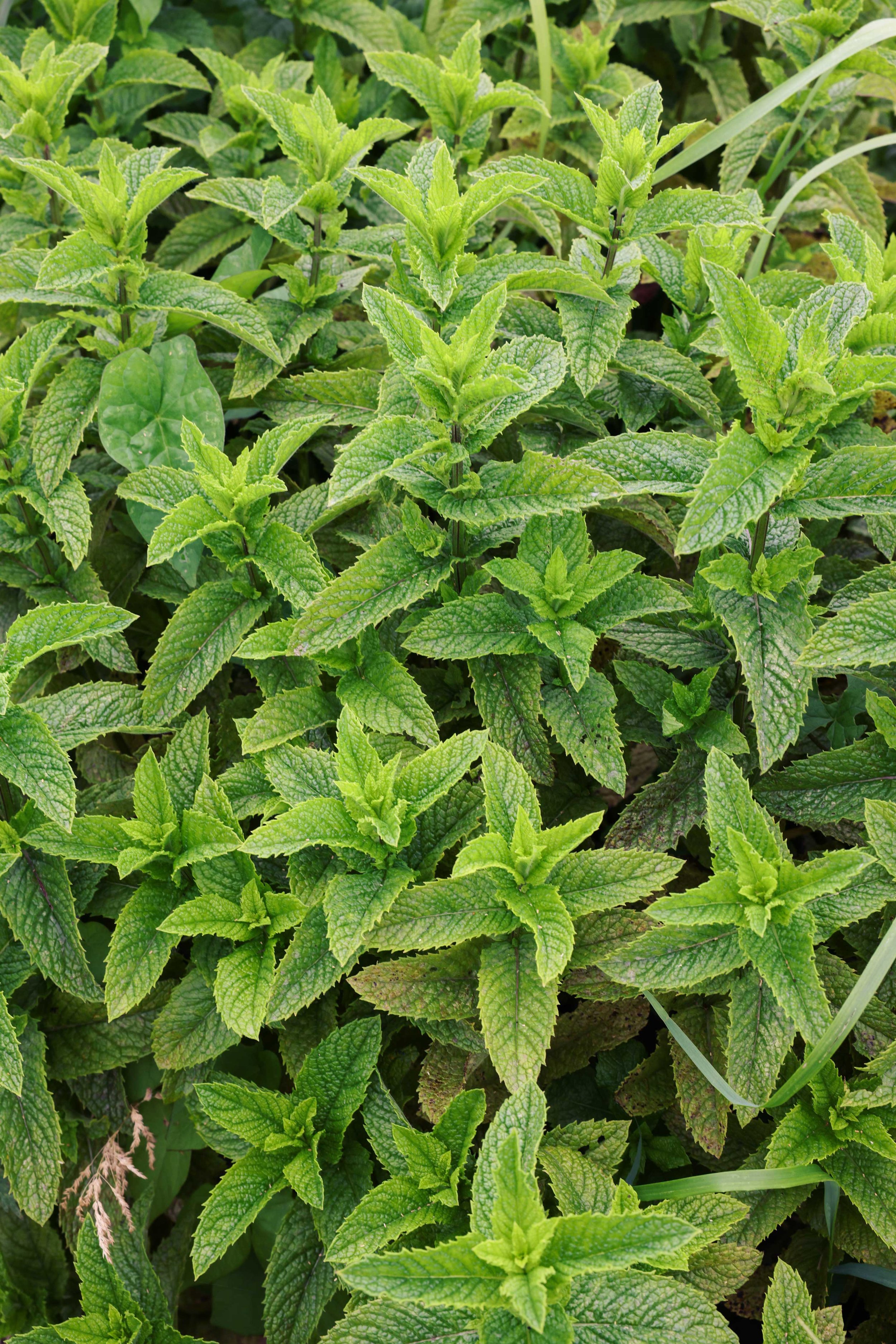 Mint