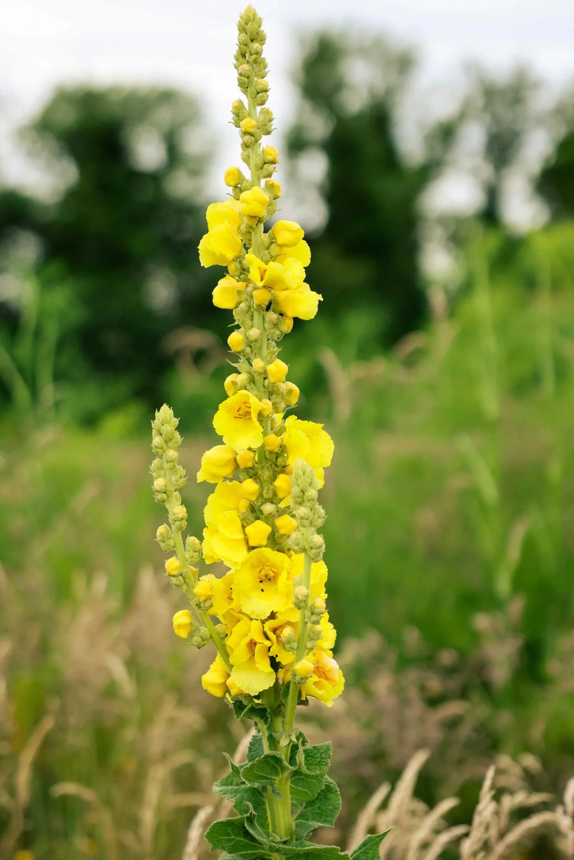 Mullein