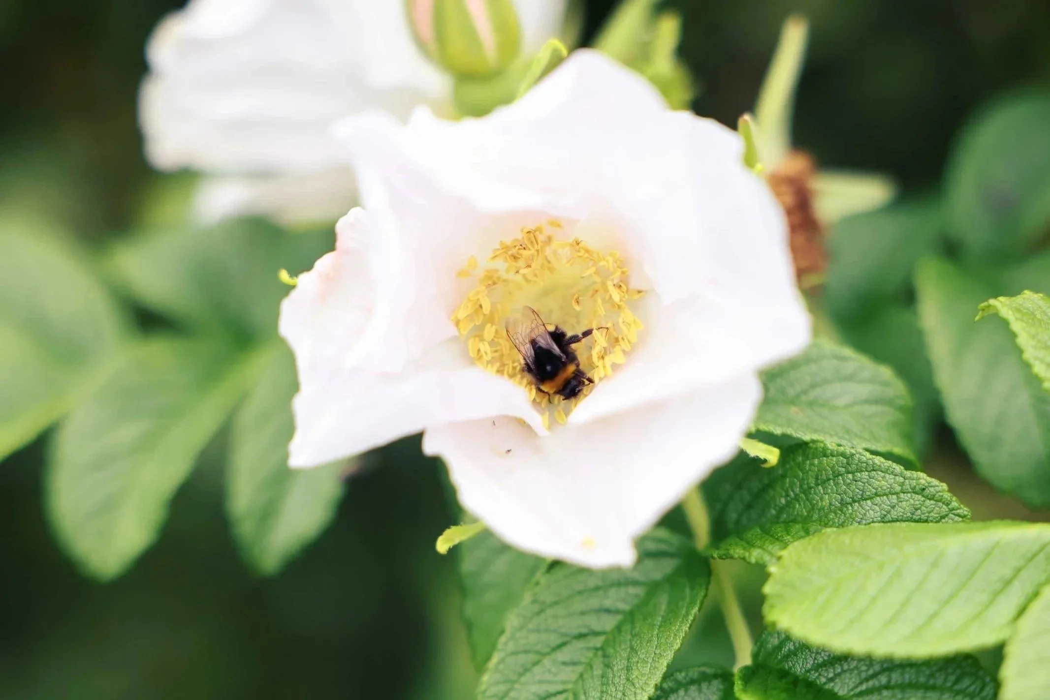 Rosehip / Dogrose