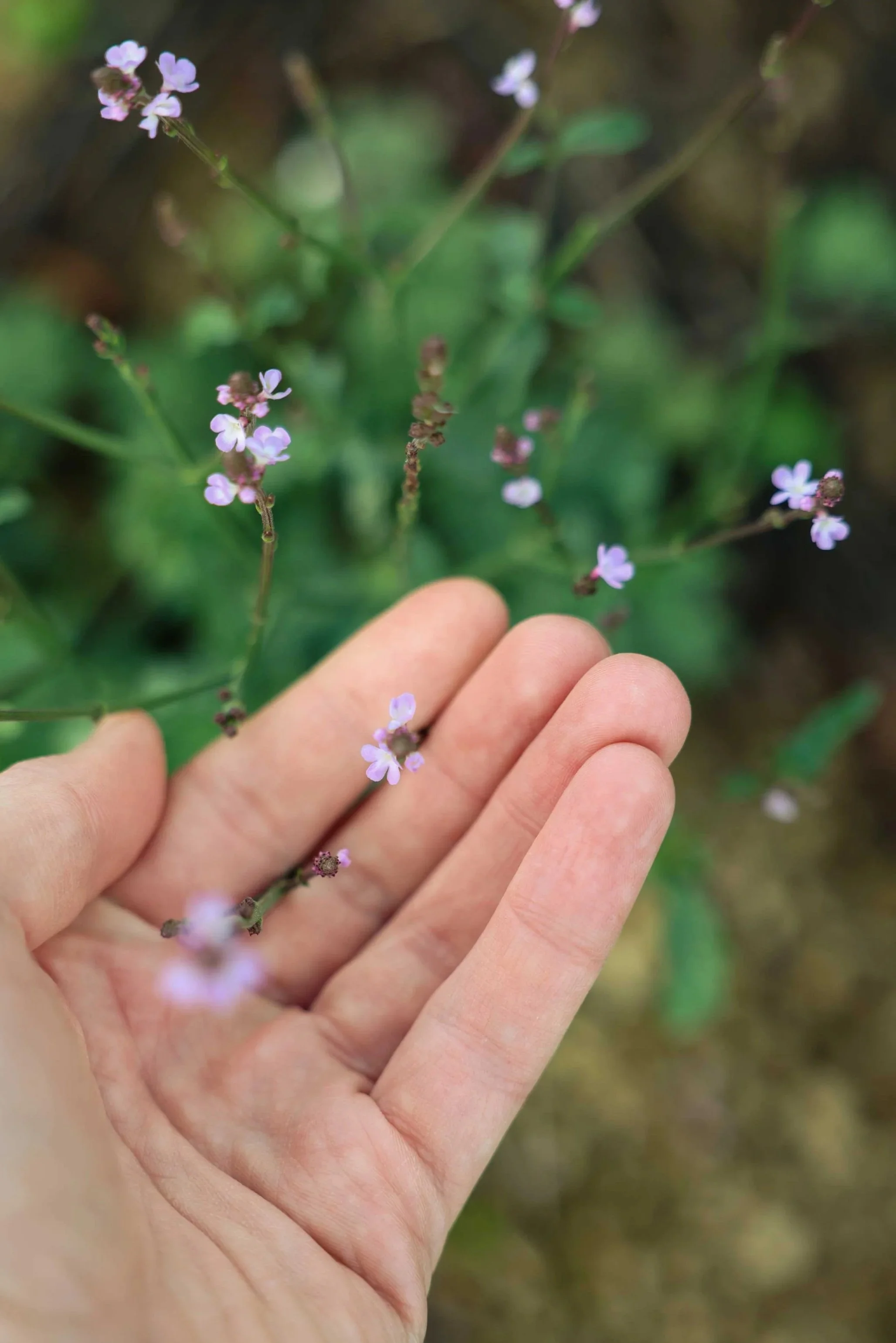 Vervain