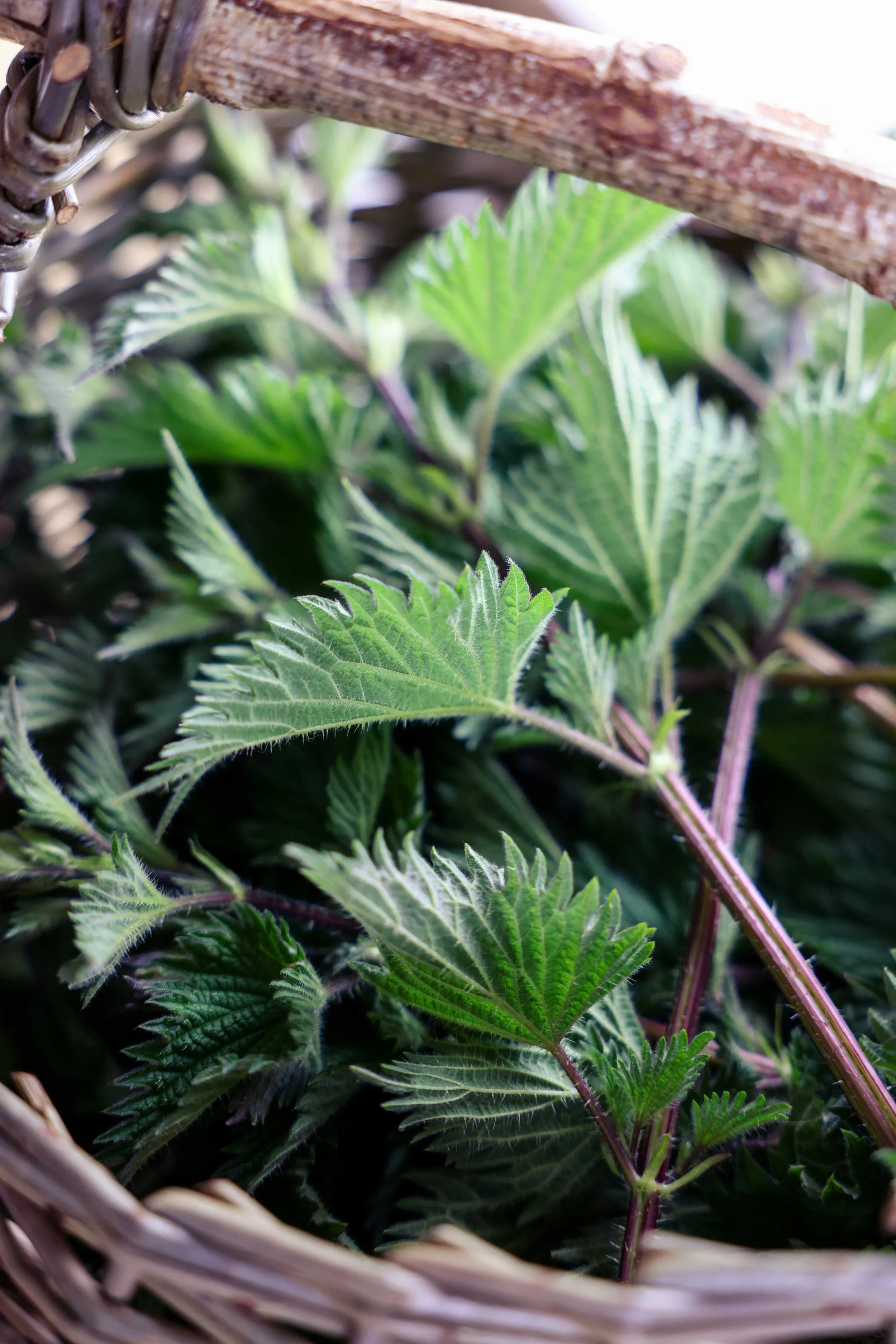 Nettle