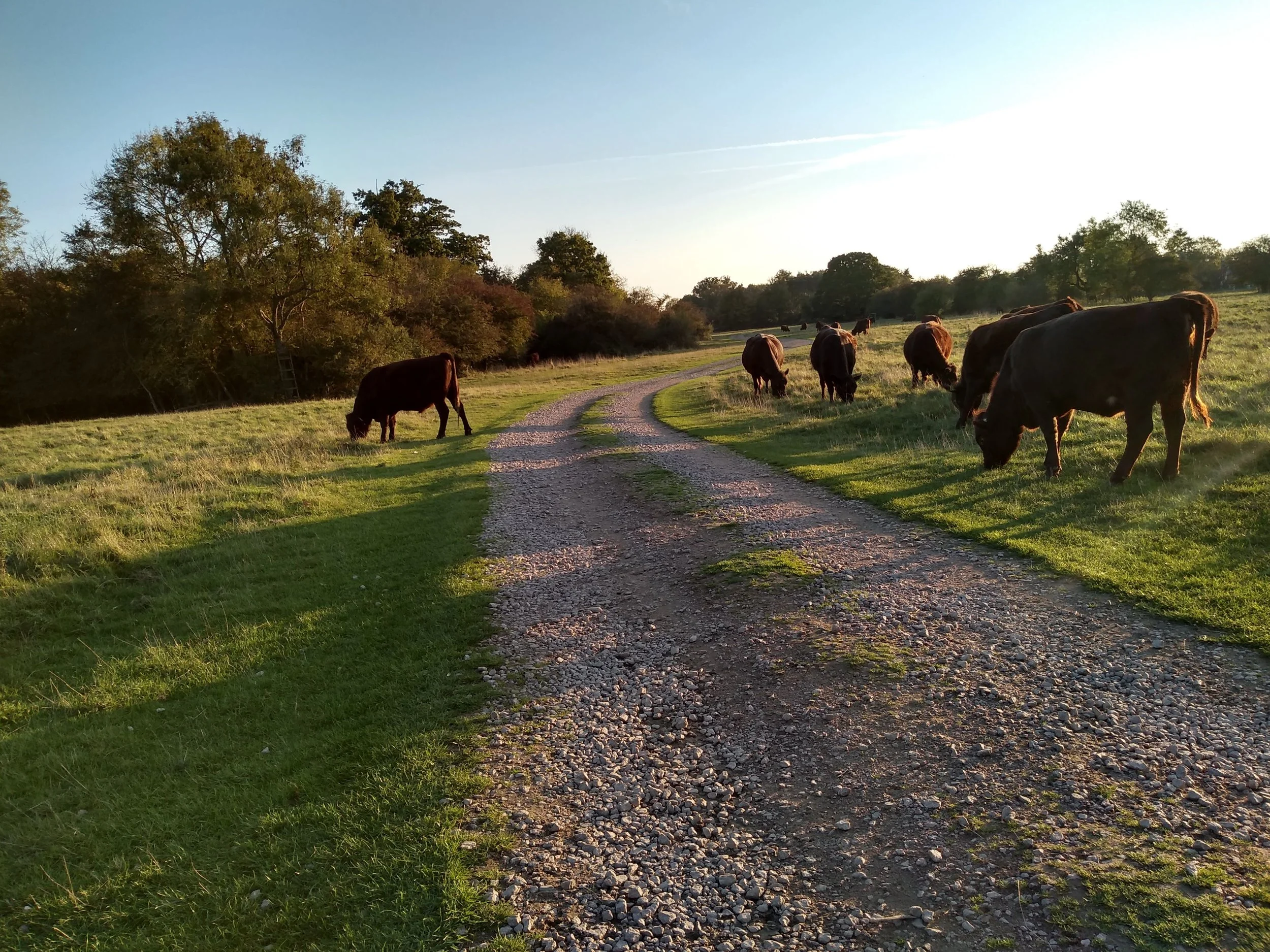 A gravel path winding through a grassy field with cows grazing, trees on the left, and the evening sun casting a warm light.