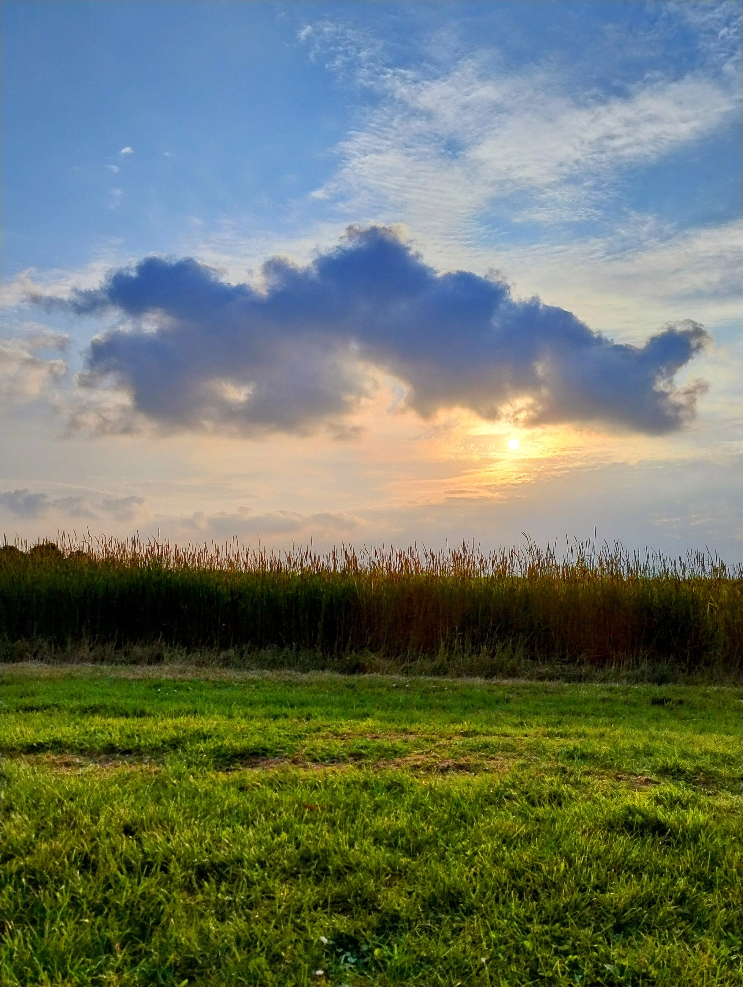Sunset over a grassy field with low trees and clouds in the sky.