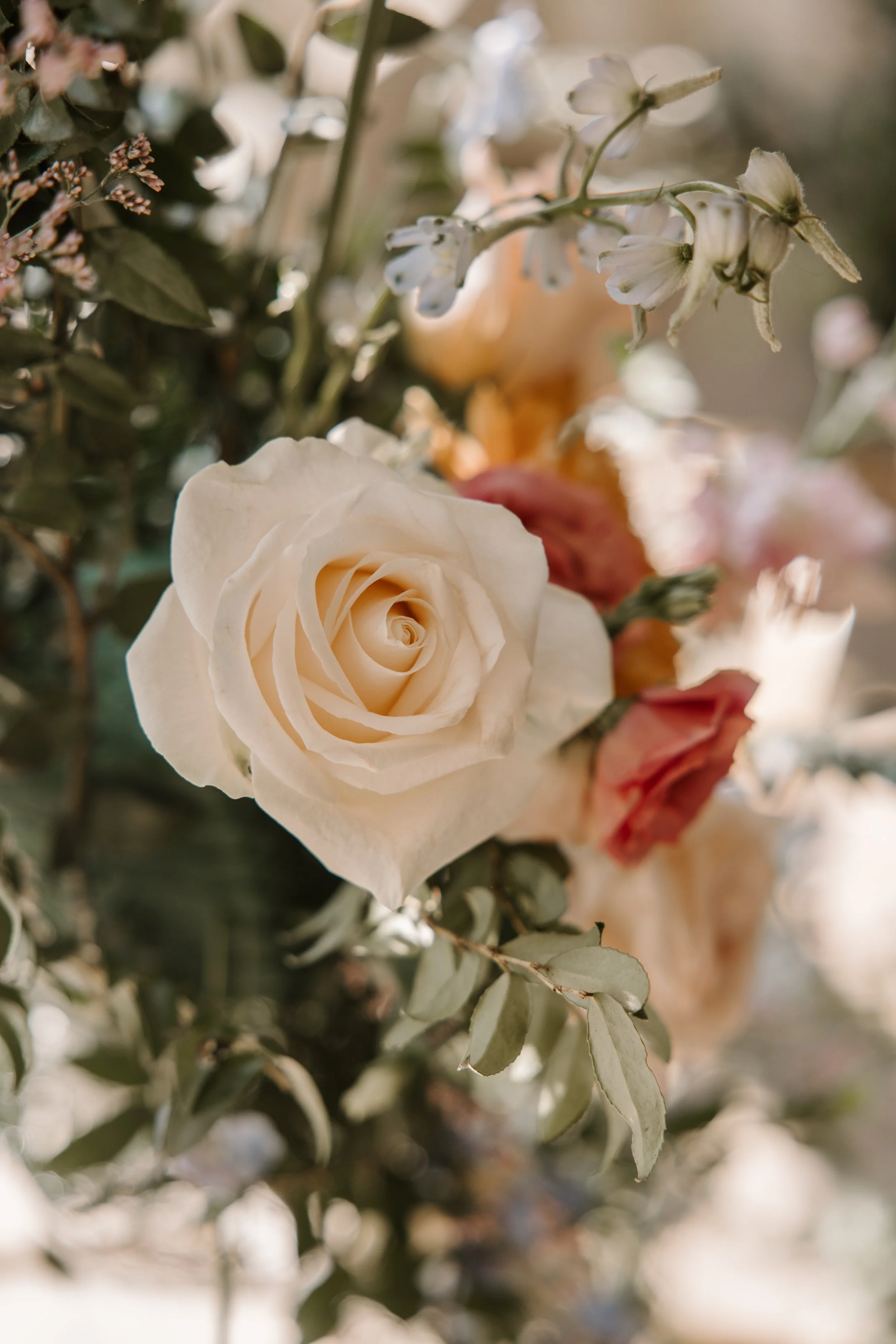 Close-up of a cream-colored rose surrounded by soft-focus pink flowers and green foliage.