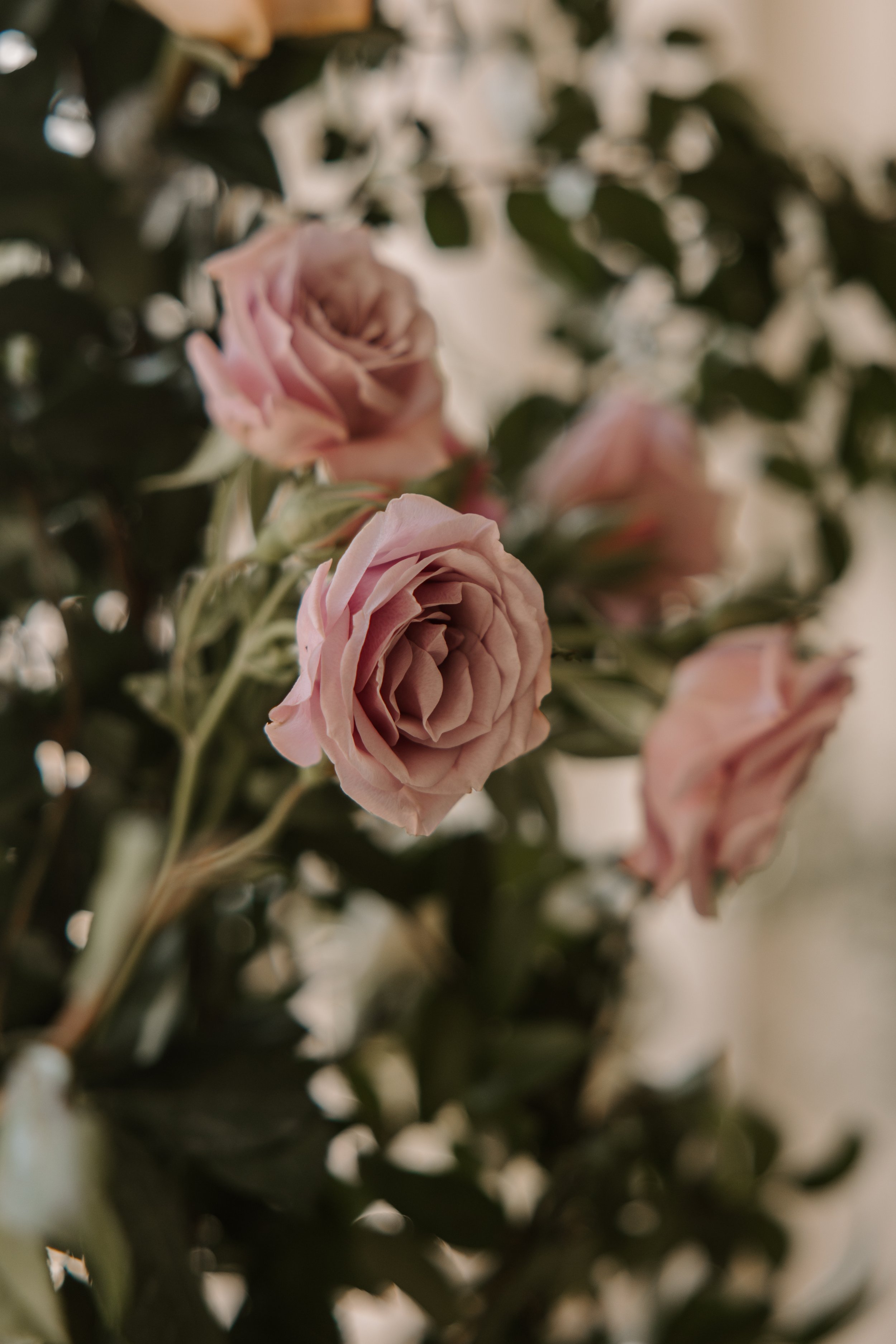 Close-up of soft pink roses with green leaves and a blurred floral background