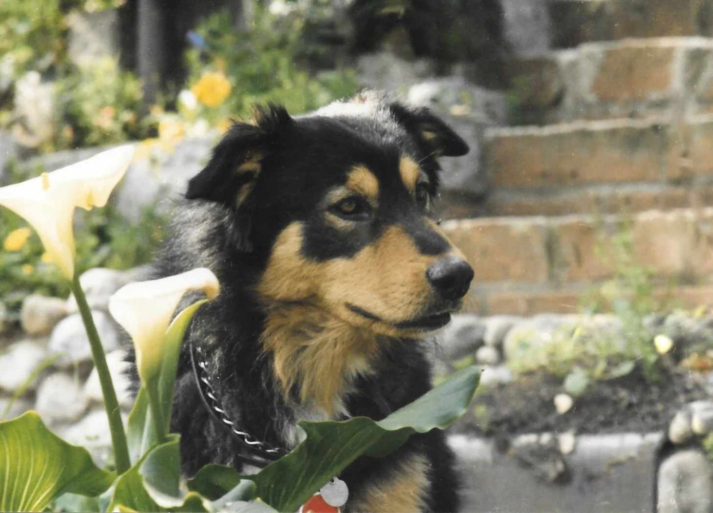 A cute Australian Shepherd puppy sitting outdoors near yellow calla lilies, with a background of brick wall and garden, looking to the side.