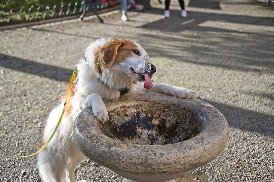 A dog with a water fountain on its face, licking water from the fountain, with some people’s legs visible in the background.