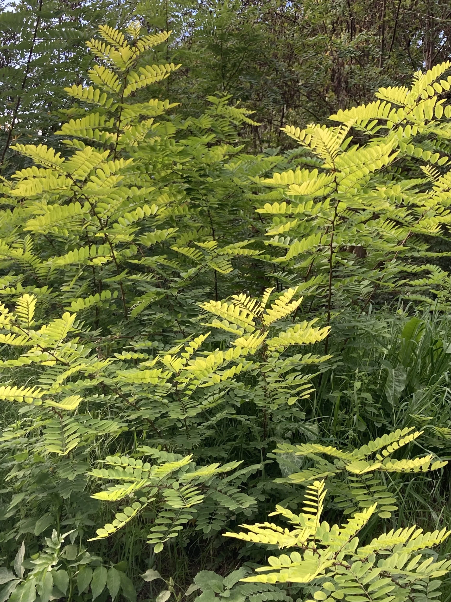 Bright yellow and green compound leaves on a shrub or small tree, growing in a natural outdoor setting.