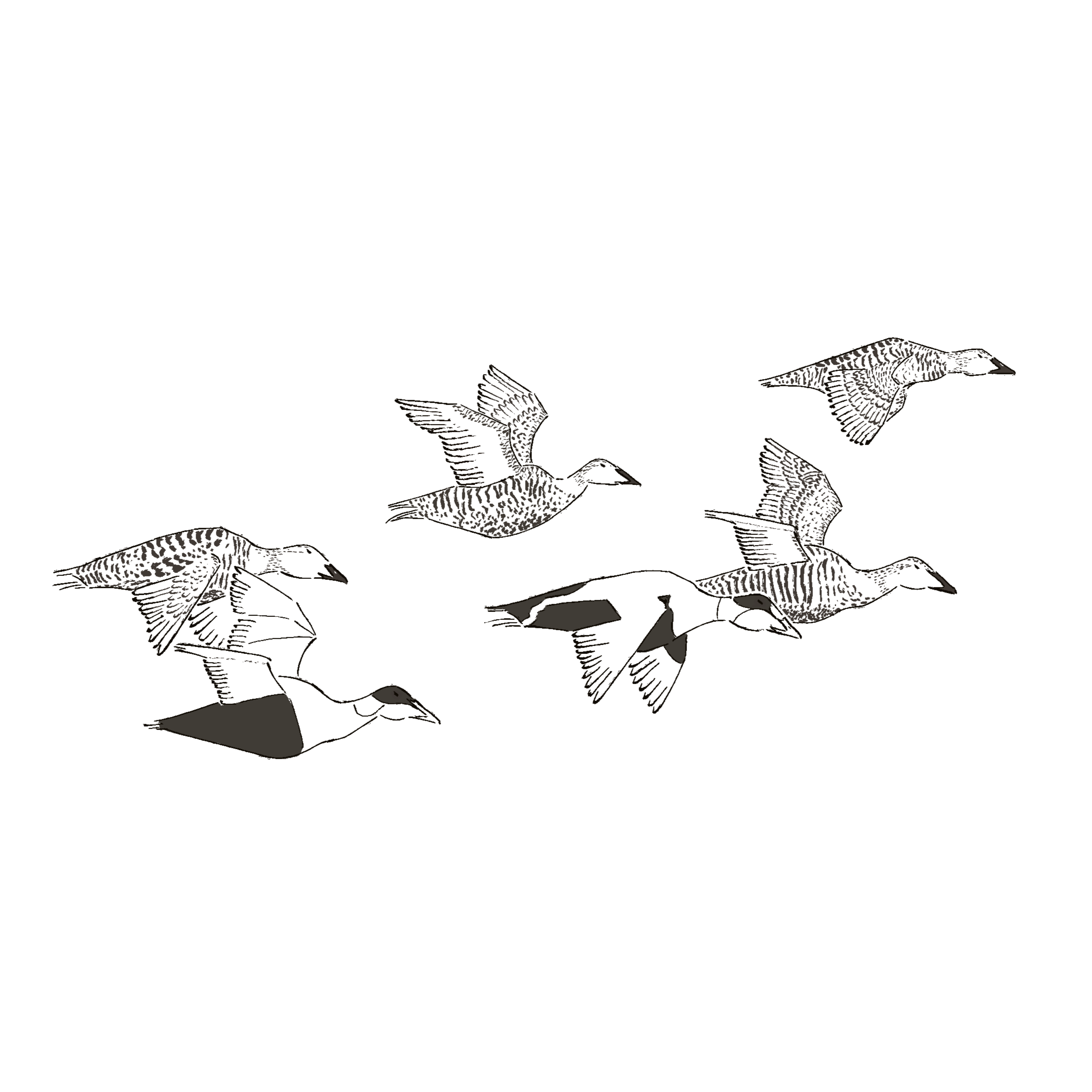 Only the Birds Know
