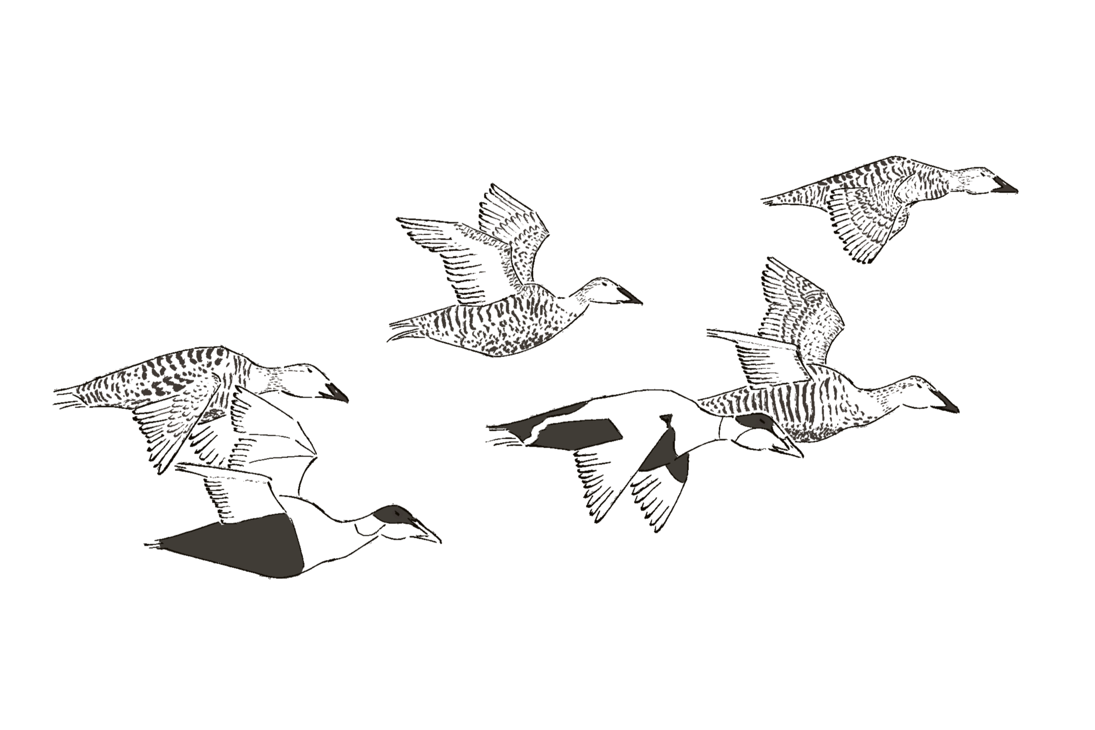Migration Illustration by Eva Sophia for Only the Birds Know by Devon Fredericksen