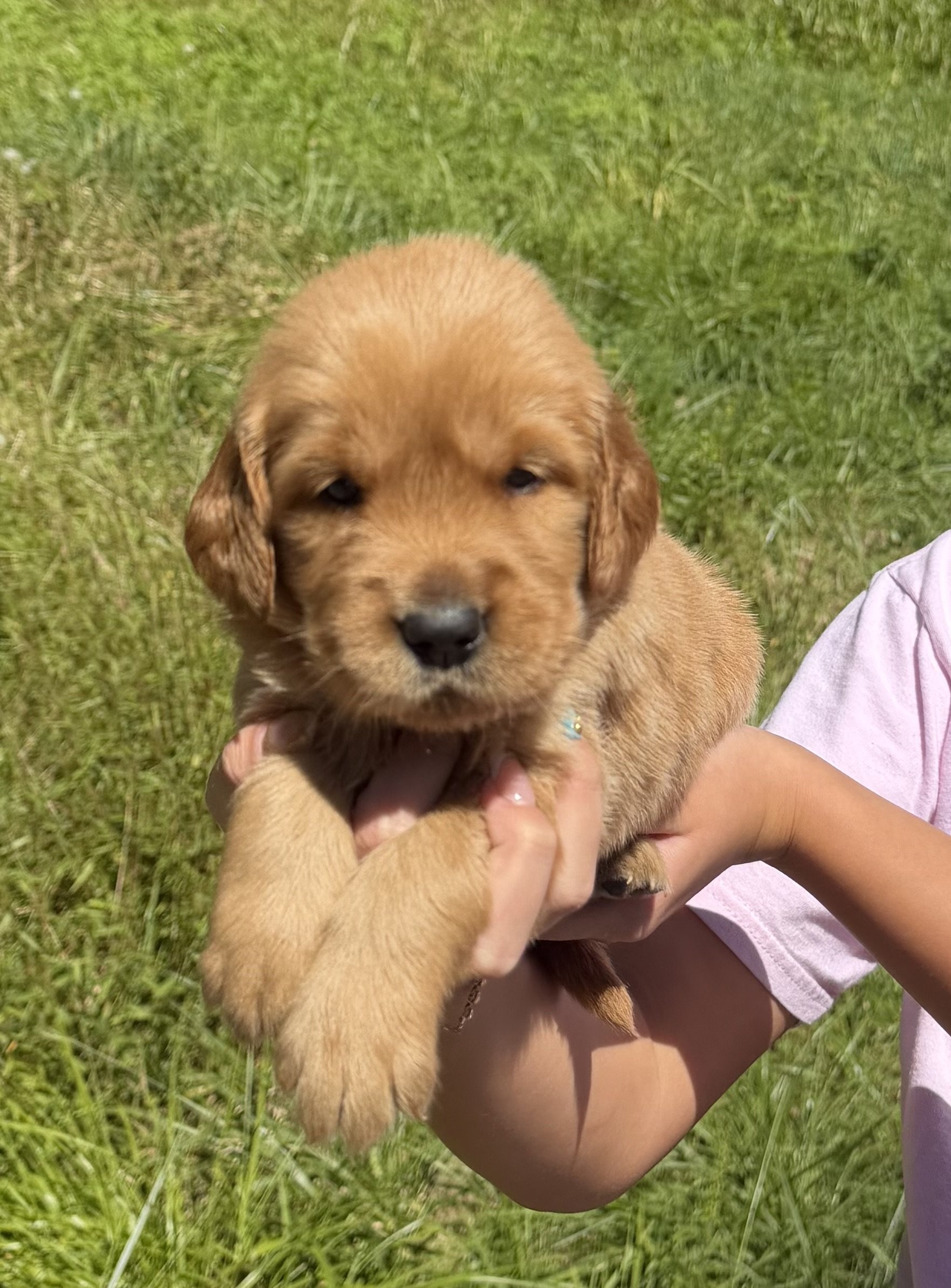 Apollo - Adopted