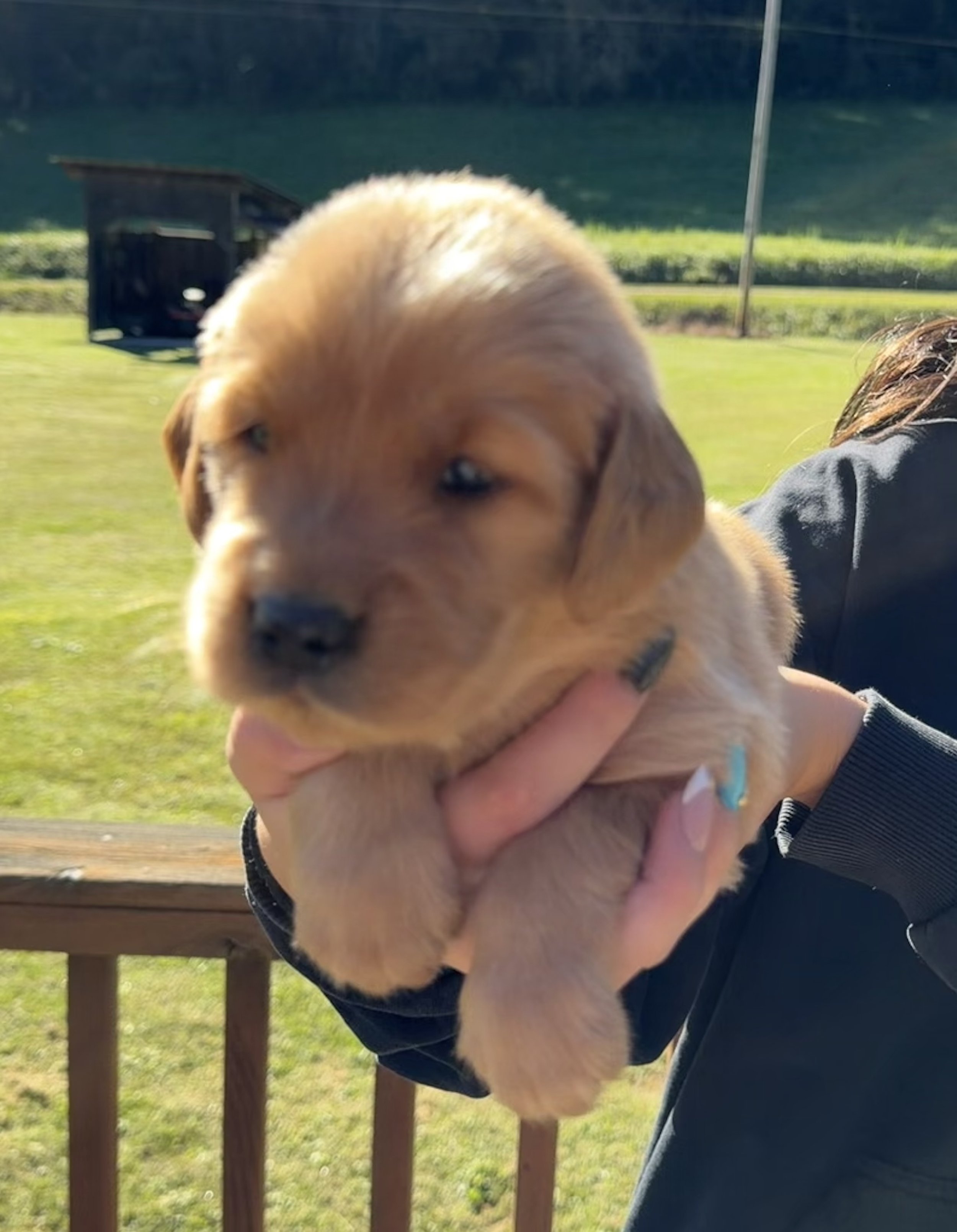 Arthur - Adopted