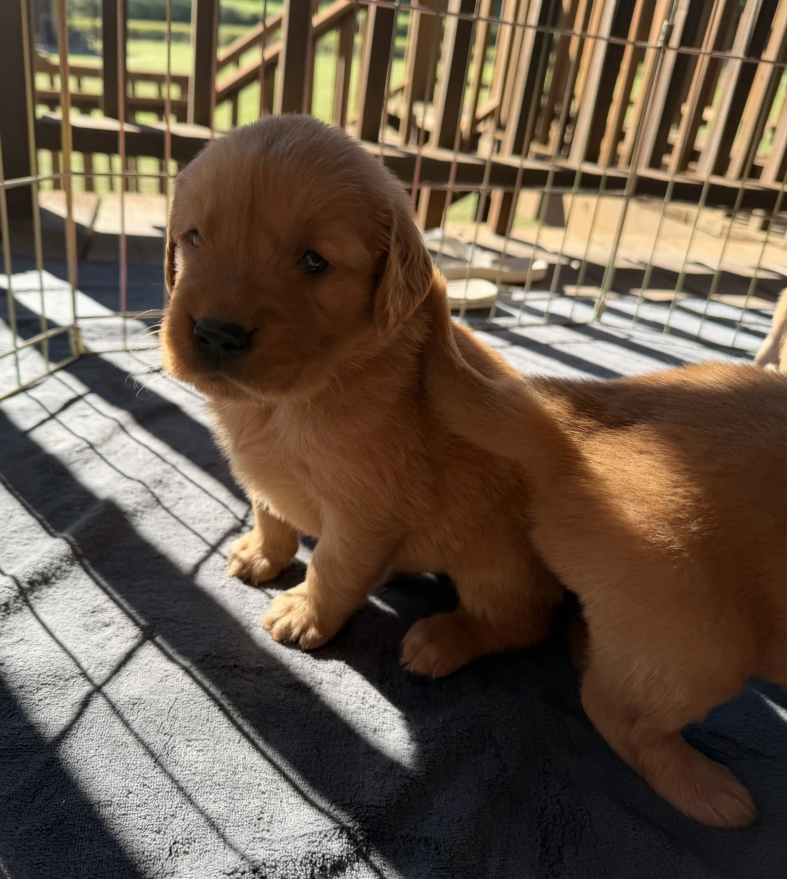 Axel - Adopted