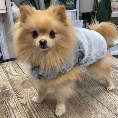 Evelyne Prélonge Faux Fur Dog Coat in Glacier, worn by a small dog