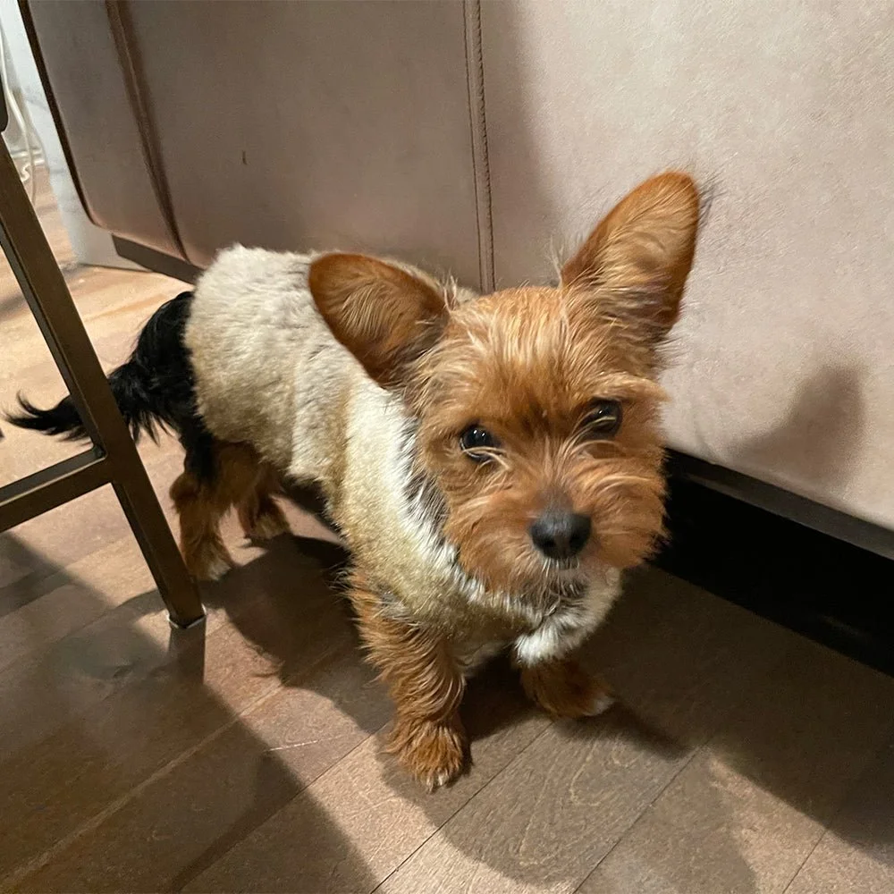 Evelyne Prélonge Faux Fur Dog Coat in Glacier, worn by a small dog