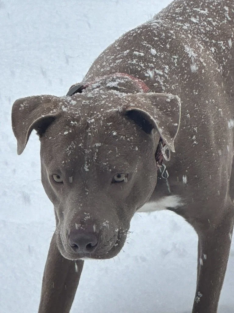 A brown dog enjoying a snowy day