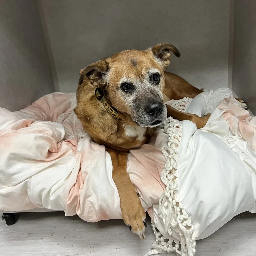 A brown dog with a gray muzzle resting on soft blankets