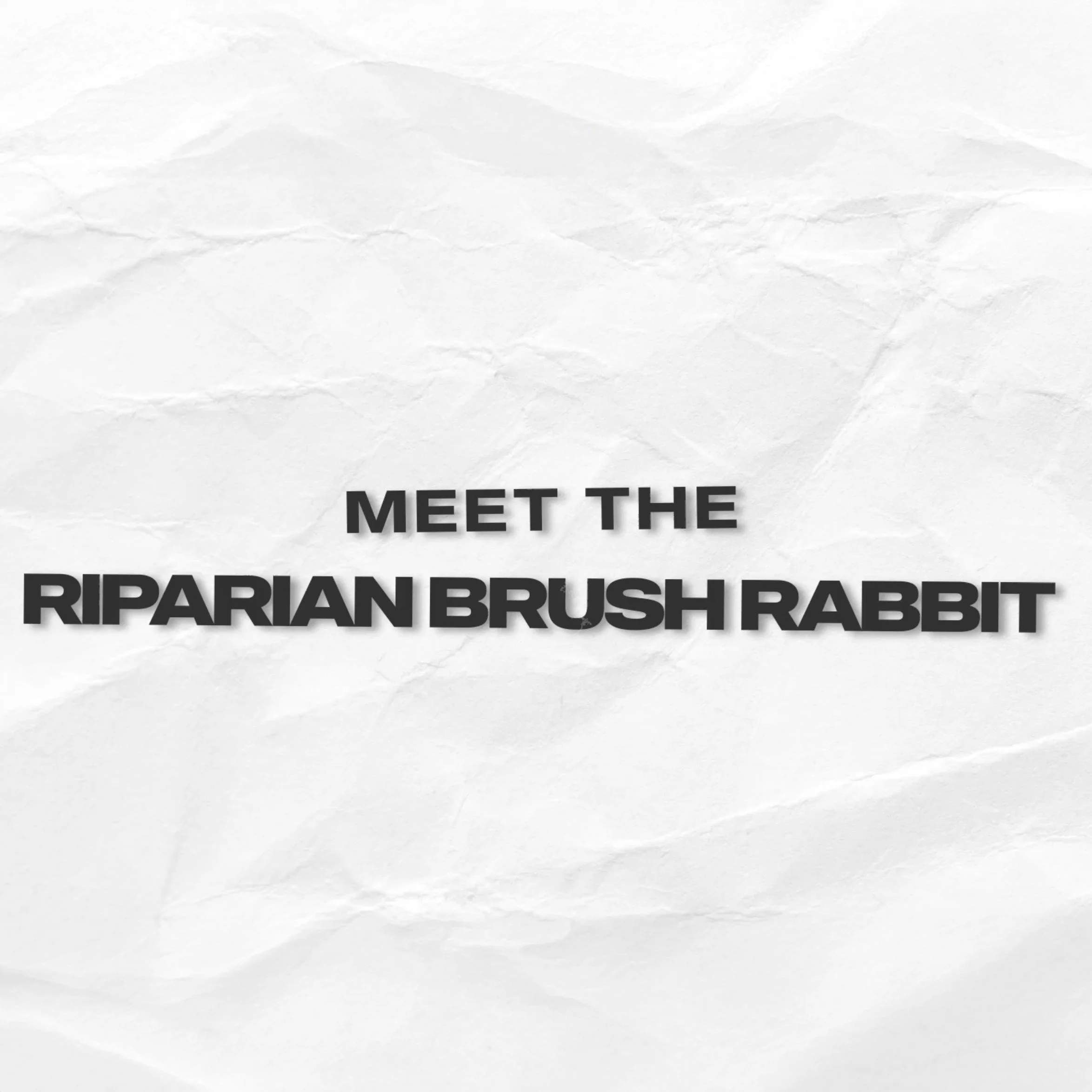 Riparian Brush Rabbit Animation