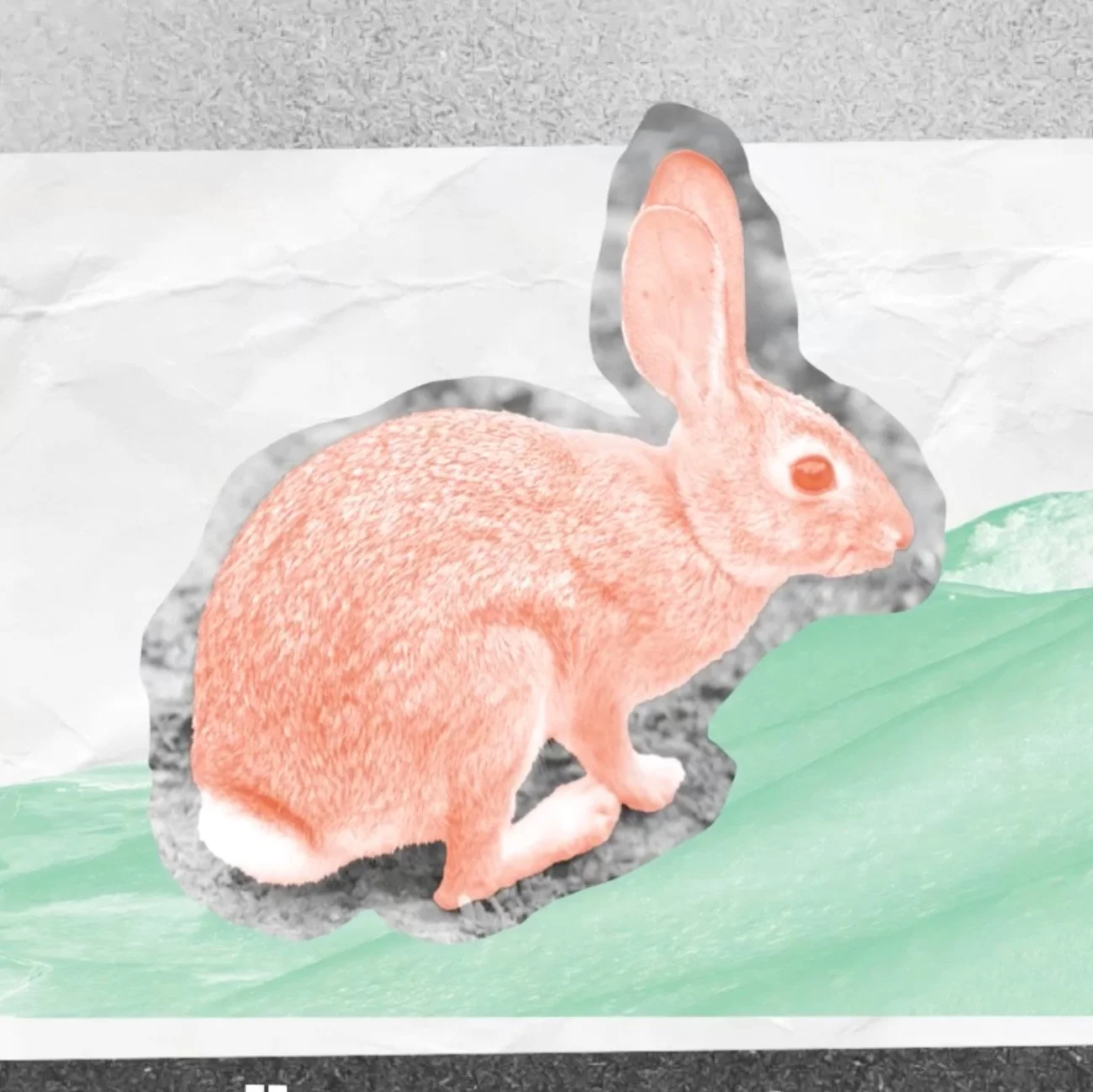 rabbit.jpg