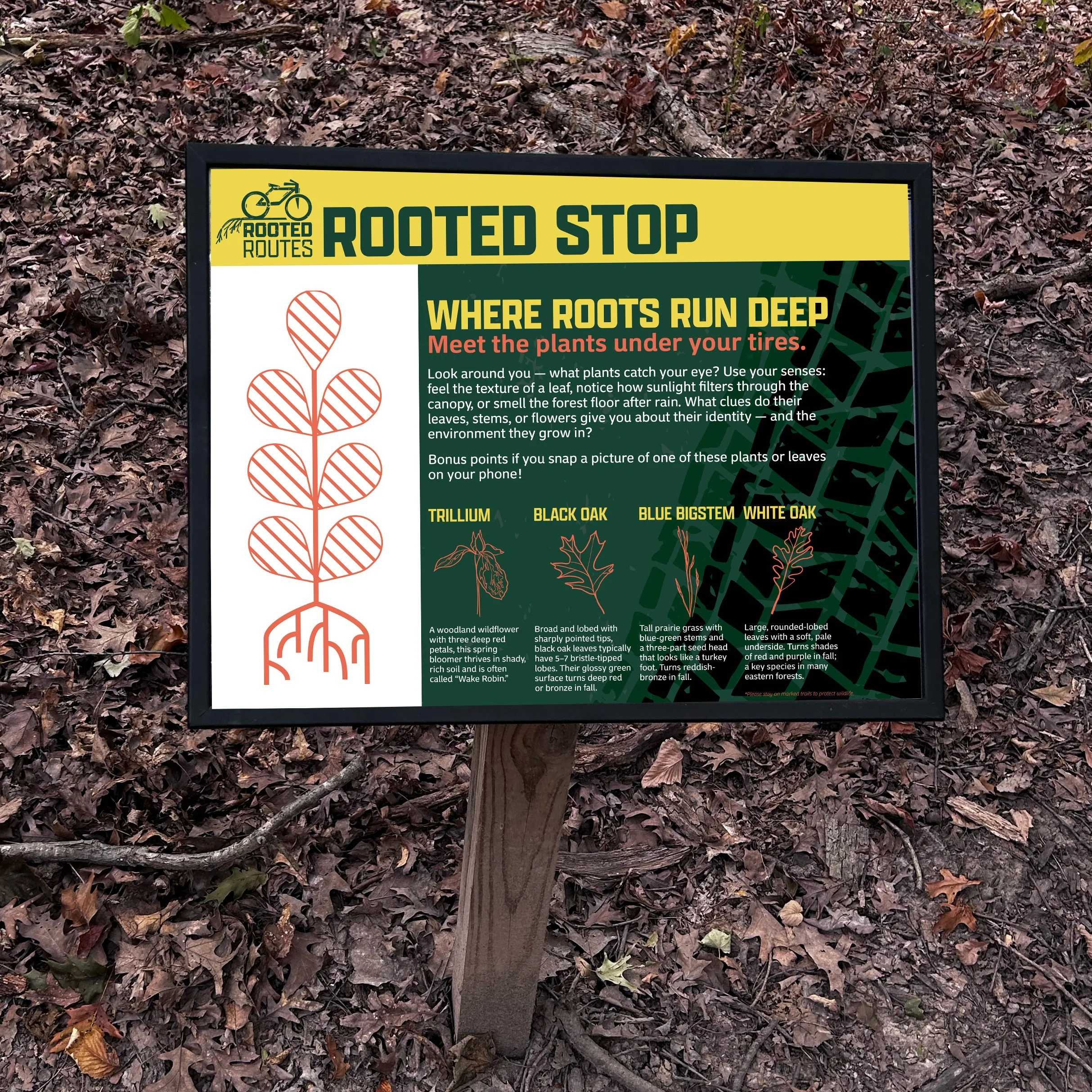 rootedstop.jpg