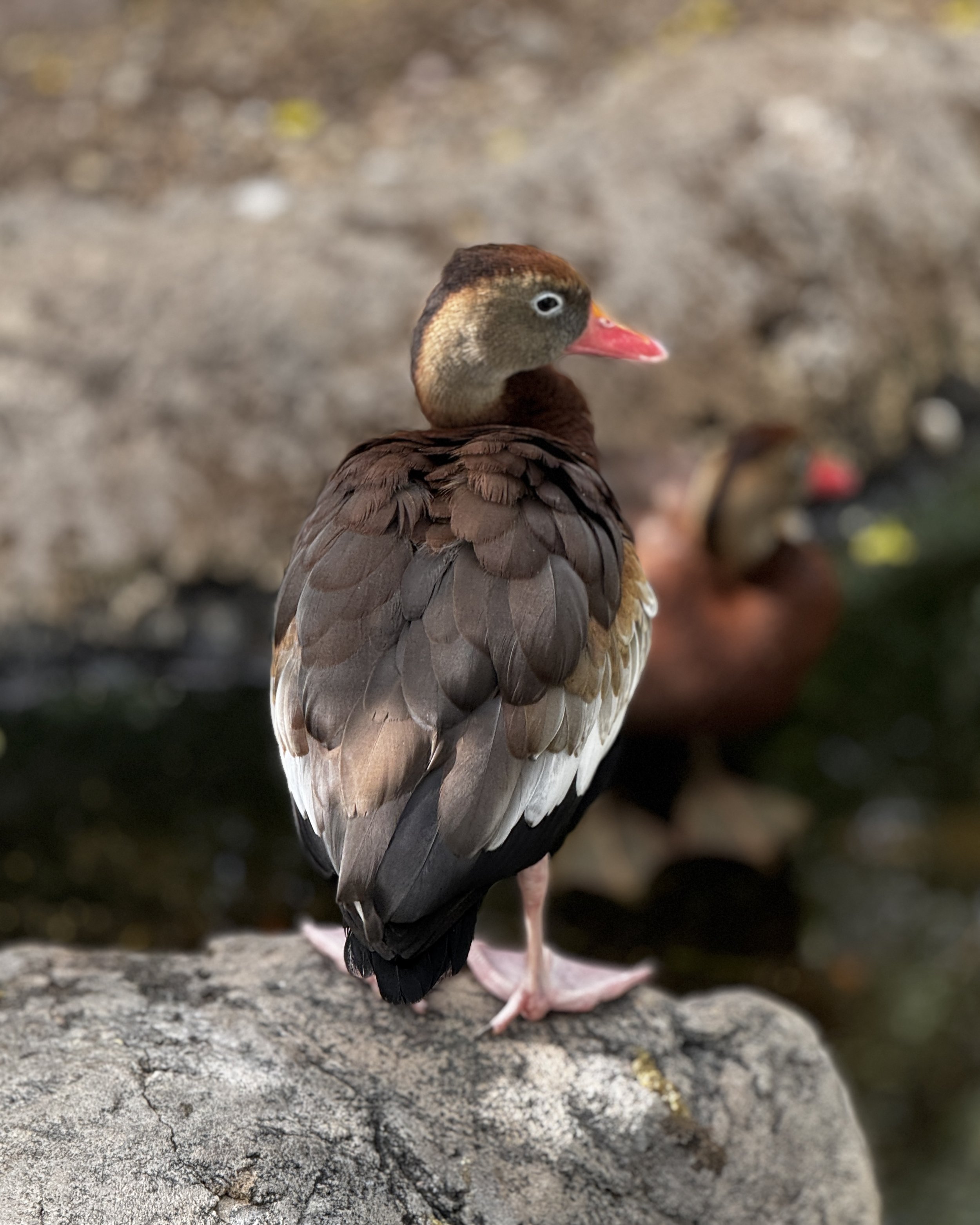 IMG_7303.JPEG