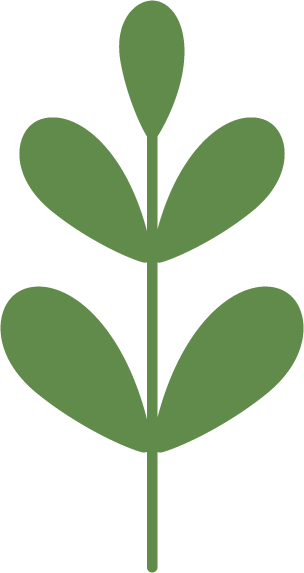 A simple illustration of a green plant with three pairs of rounded leaves on a stem.
