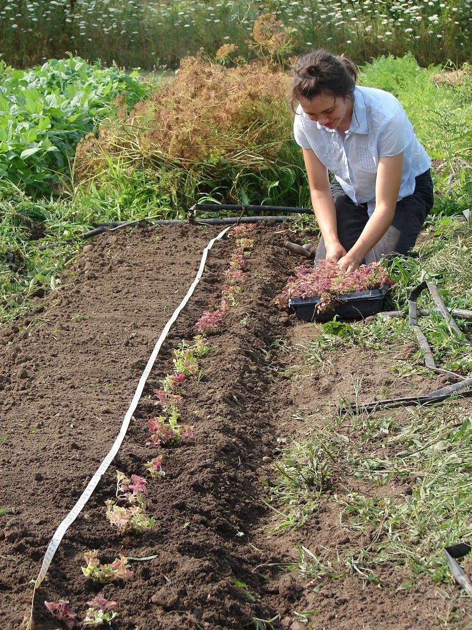 A woman planting small pink and green plants in a garden bed with a black tray of similar plants, surrounded by lush green plants and grass.