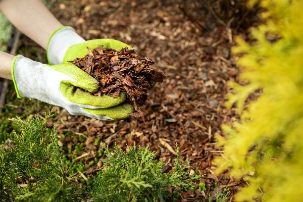 Mulching garden bed By ronstik AdobeStock_334188833 (1).jpeg
