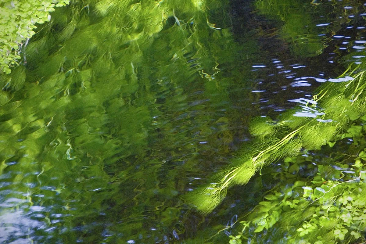 Sing a Song of Gratitude