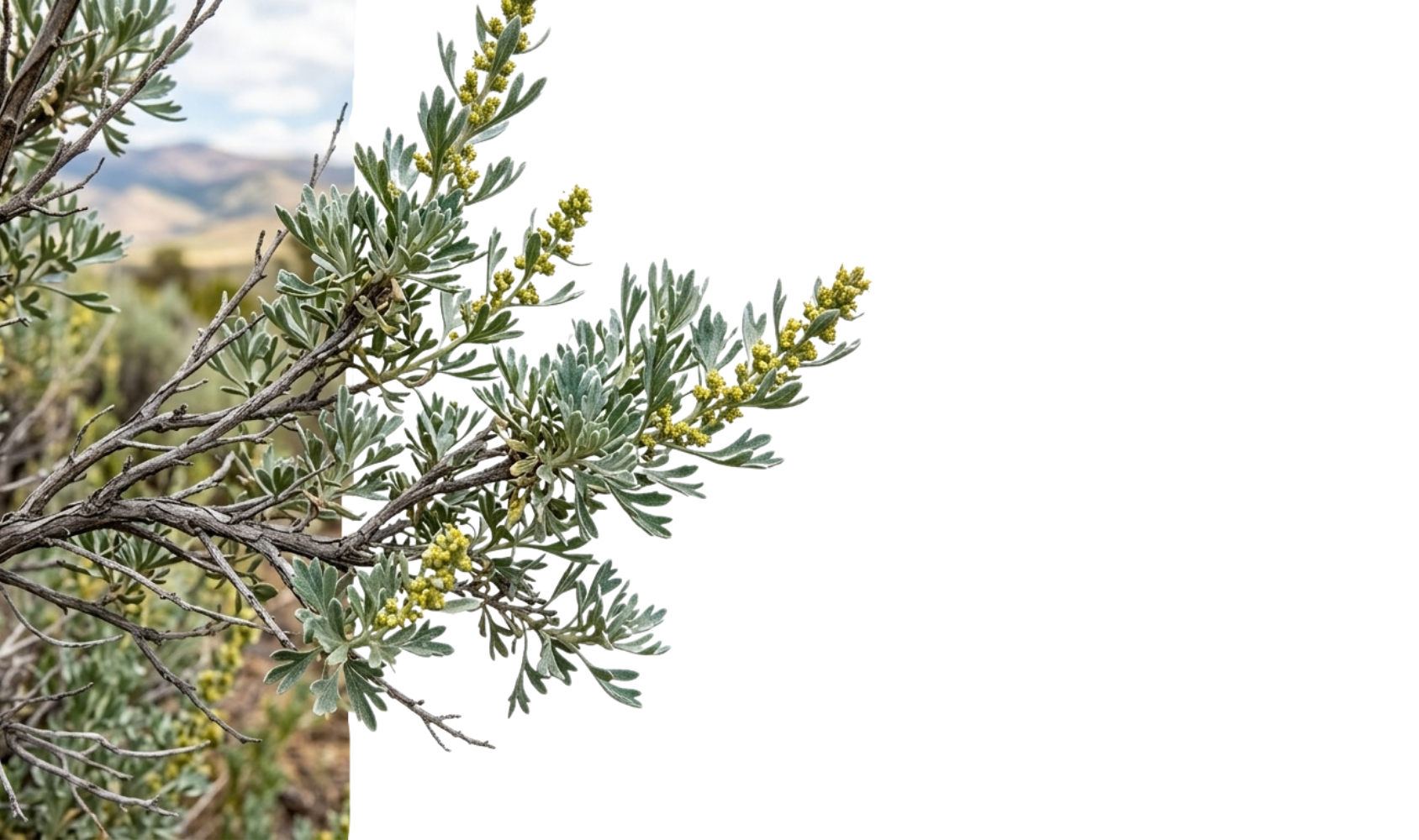 Close-up of a sagebrush of northern nevada, carson city, dayton, reno, minden, gardnerville, and the tahoe basin with green, fuzzy leaves and small yellow flowers, with a mountainous landscape in the background.