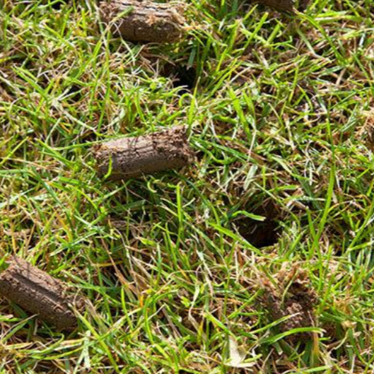 Close-up of green grass with several small, brown, broken sticks or twigs scattered on the ground.